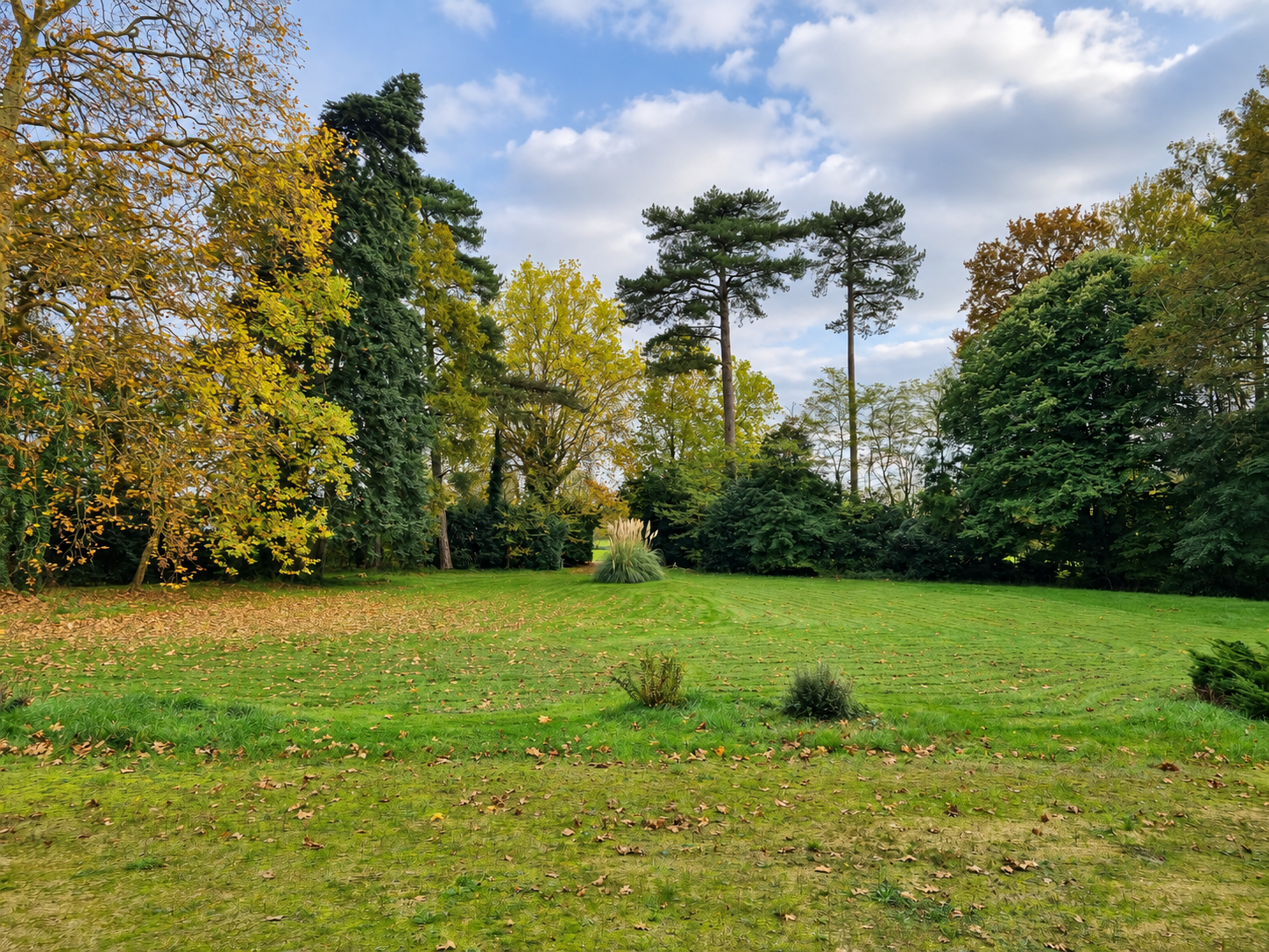chateau-anjou-parc-arbore-perspective-grands-arbres.png