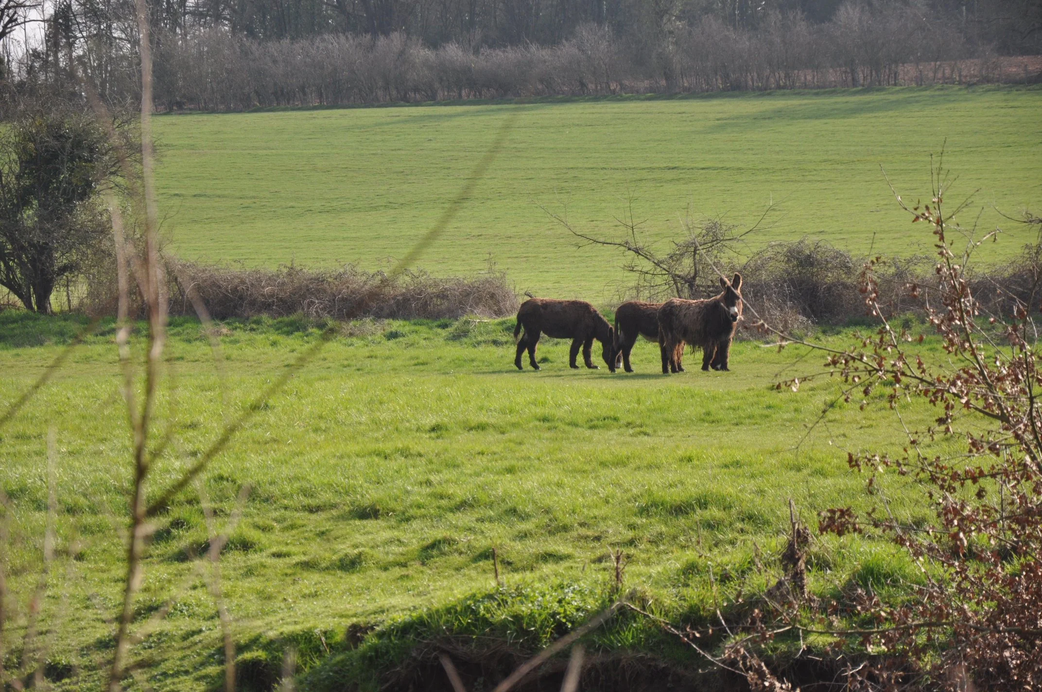 DSC_0059.JPG