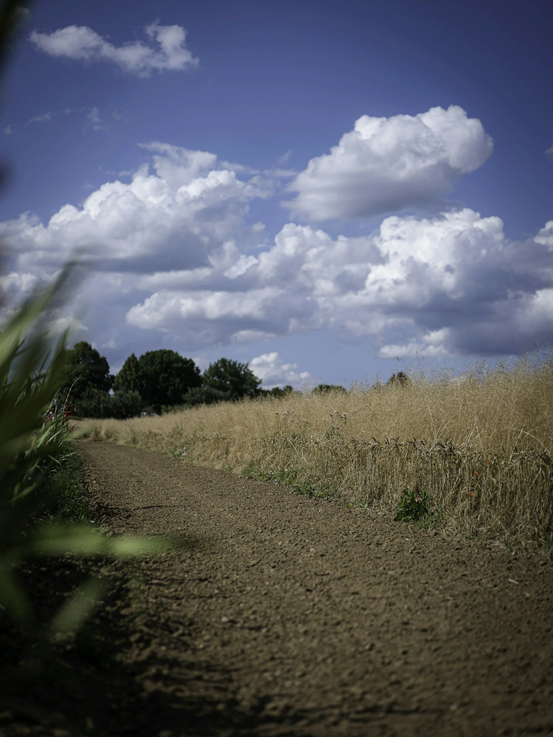 A dirt path running through a field of dry grass with trees in the background and a blue sky with white clouds overhead.