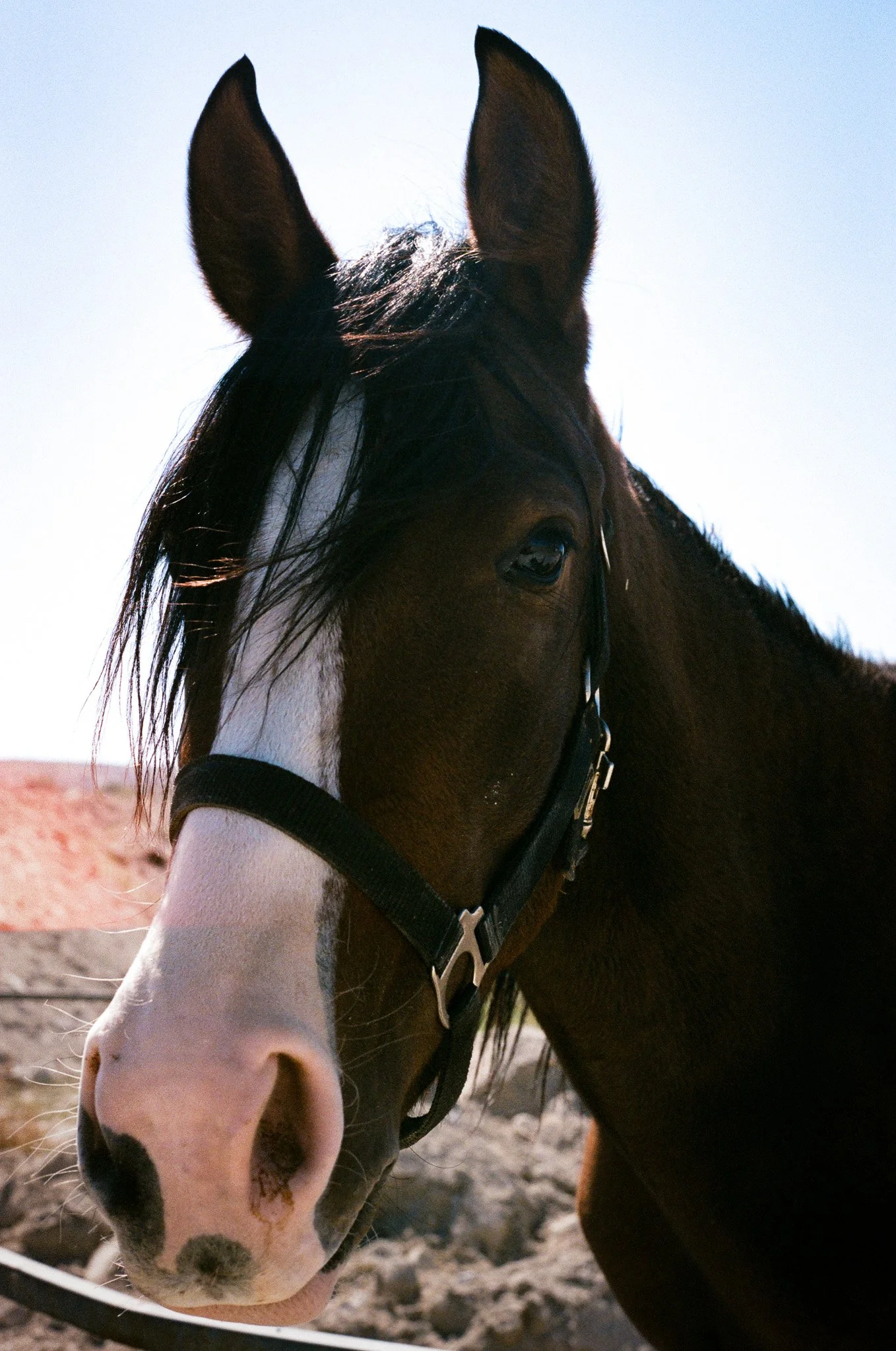 Close-up of a brown horse with a white stripe on its face, wearing a black halter, outdoors with a clear sky in the background.