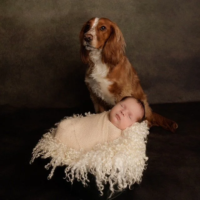 A brown and white dog sitting next to a sleeping baby wrapped in a beige blanket, on a dark background. Professional photography at Studio 5 by JK Photography, Carlisle.