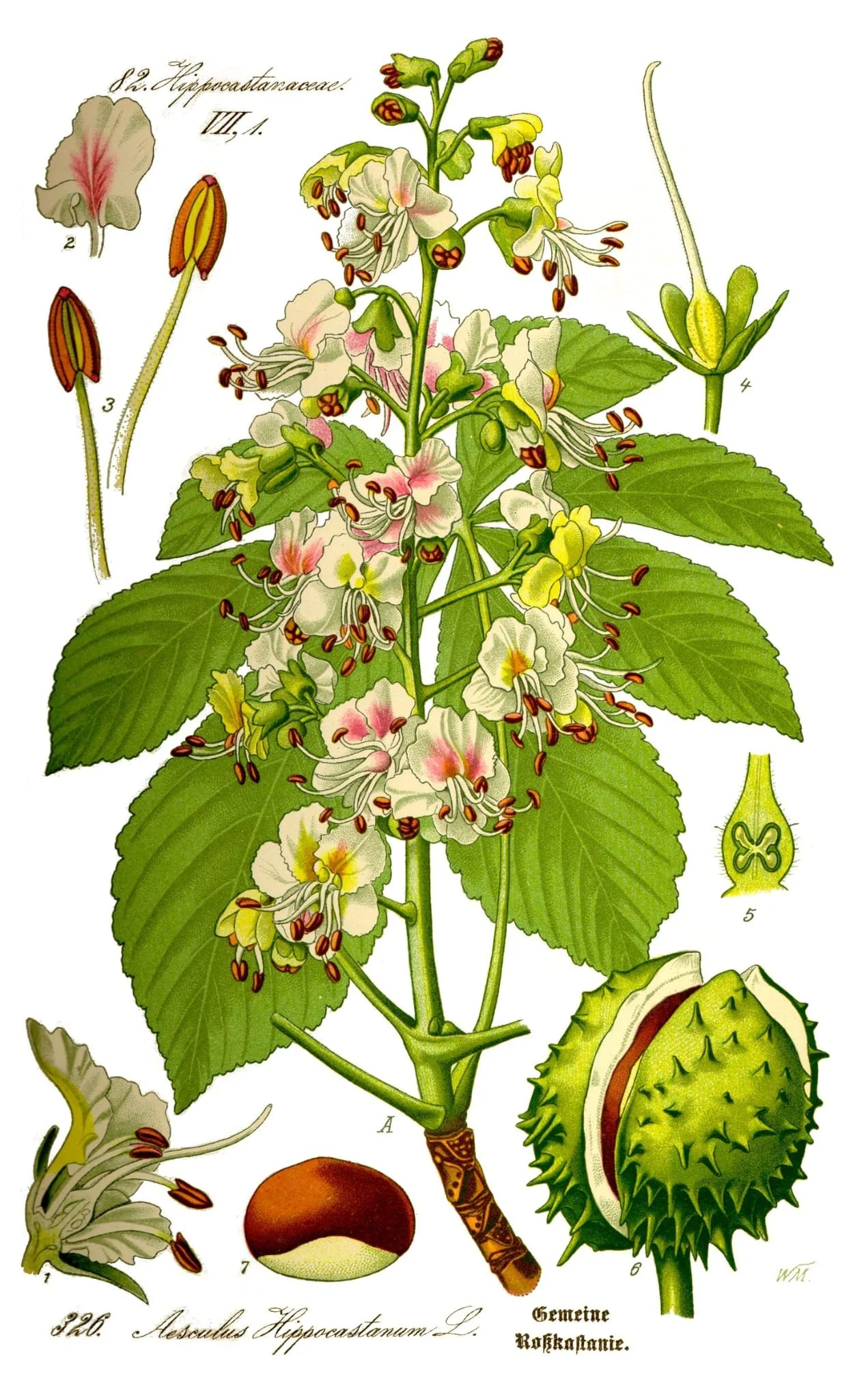 Illustration botanique de l'herbe Hipposcastanum, montrant la plante en fleurs, ses feuilles, la capsule de fruit, et ses parties reproductrices.