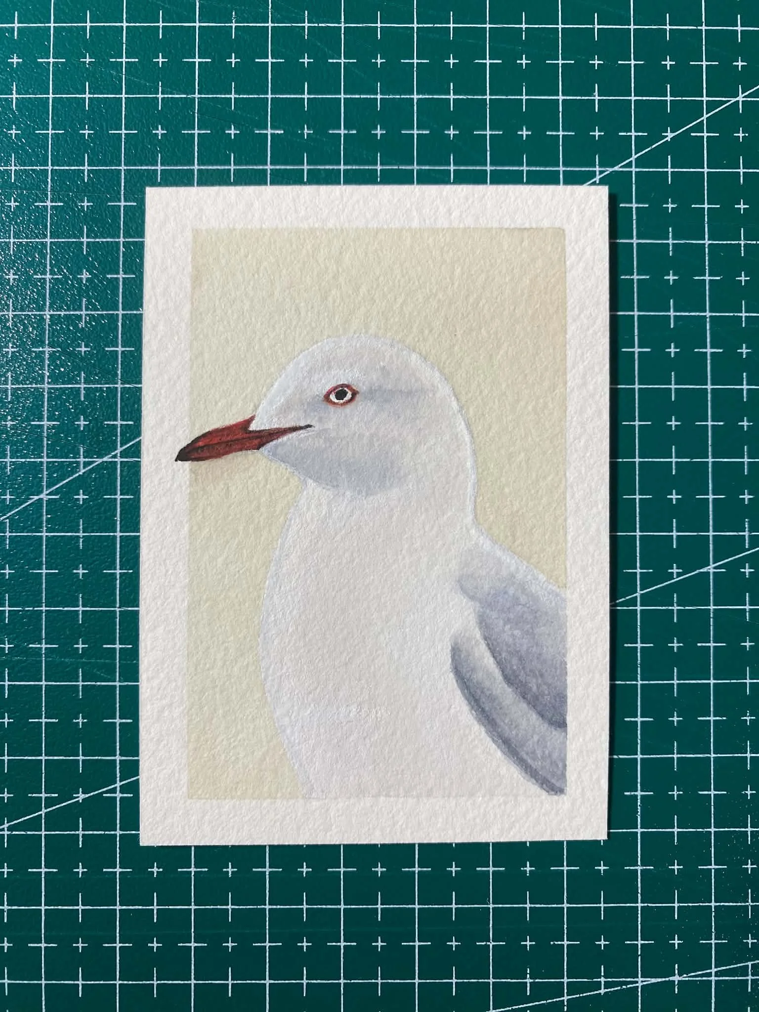 #005 - SILVER GULL - Larus novaehollandiae - Artist Trading Card/ACEO - Limited Edition Print  - PREORDER