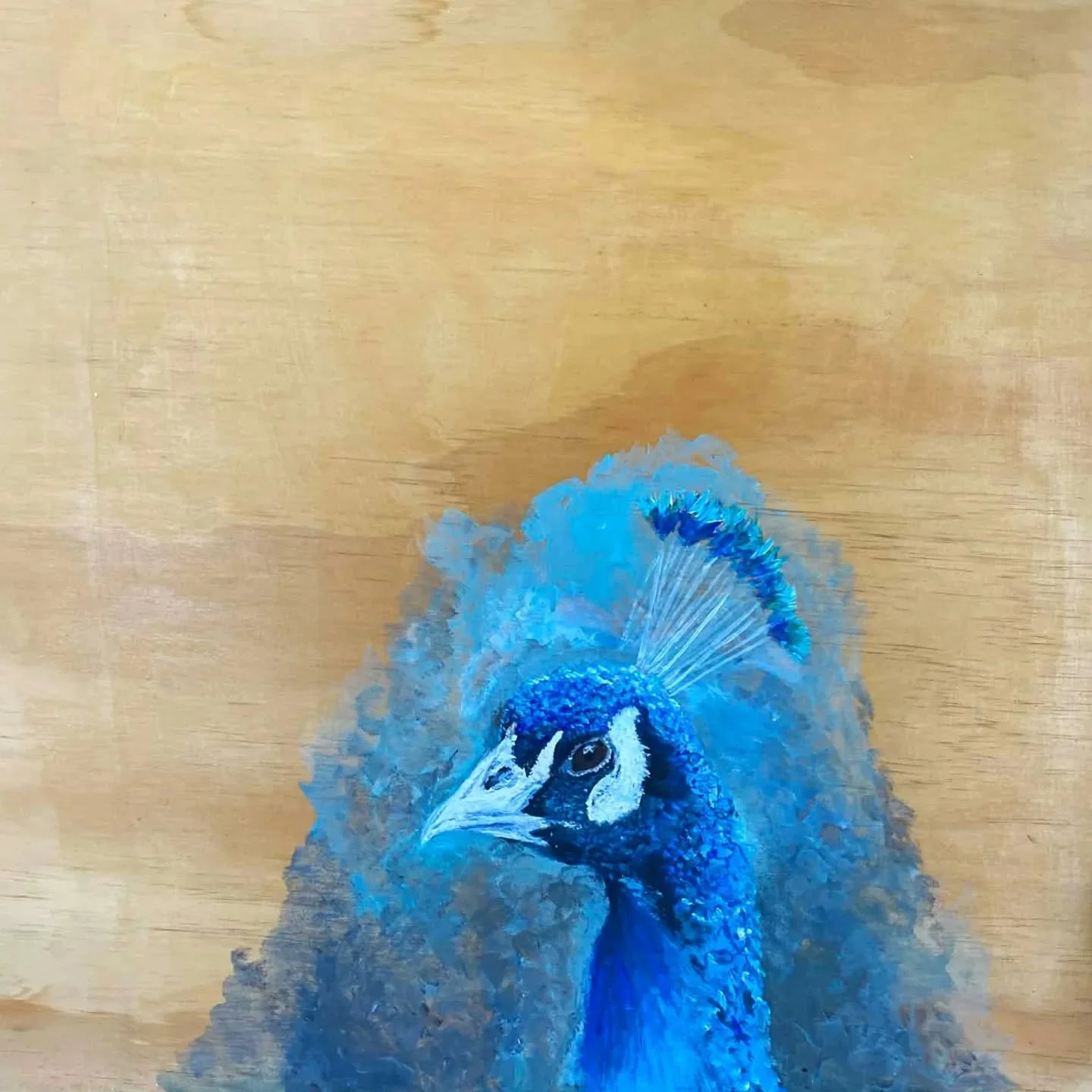 Peacock - Acrylic on board
.
.
.
#artoftheday #painting #acrylicpainting #art #instaart