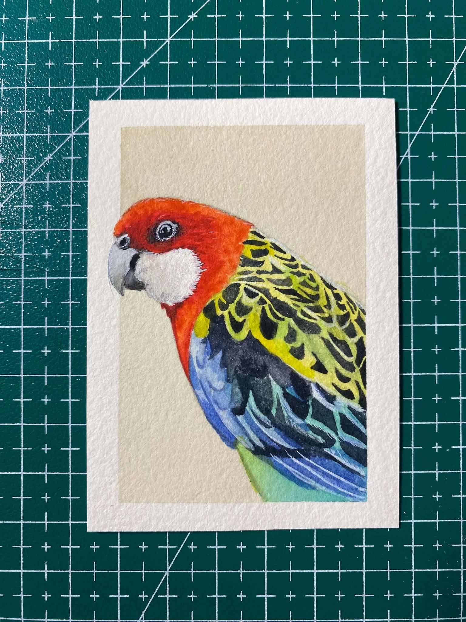 #006 - Eastern Rosella - Platycercus eximius - Artist Trading Card/ACEO - Limited Edition Print  - PREORDER