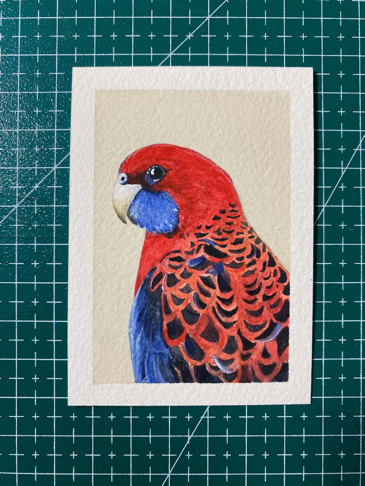#002 - CRIMSON ROSELLA - Platycercus elegans - Artist Trading Card/ACEO - Limited Edition Print  - PREORDER
