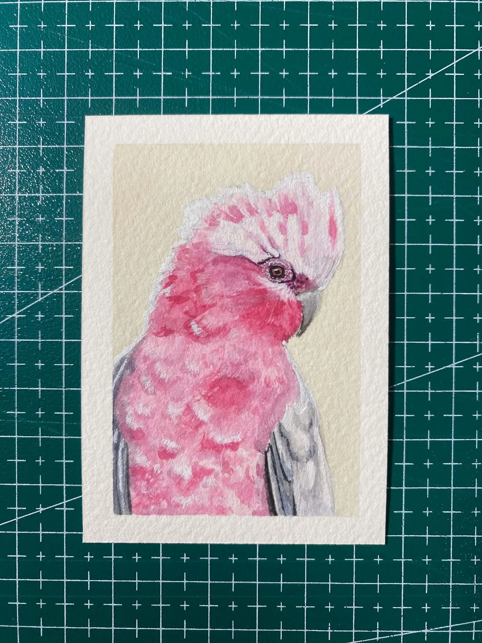 #008 - GALAH - Cacatua roseicapilla - Artist Trading Card/ACEO - Limited Edition Print  - PREORDER