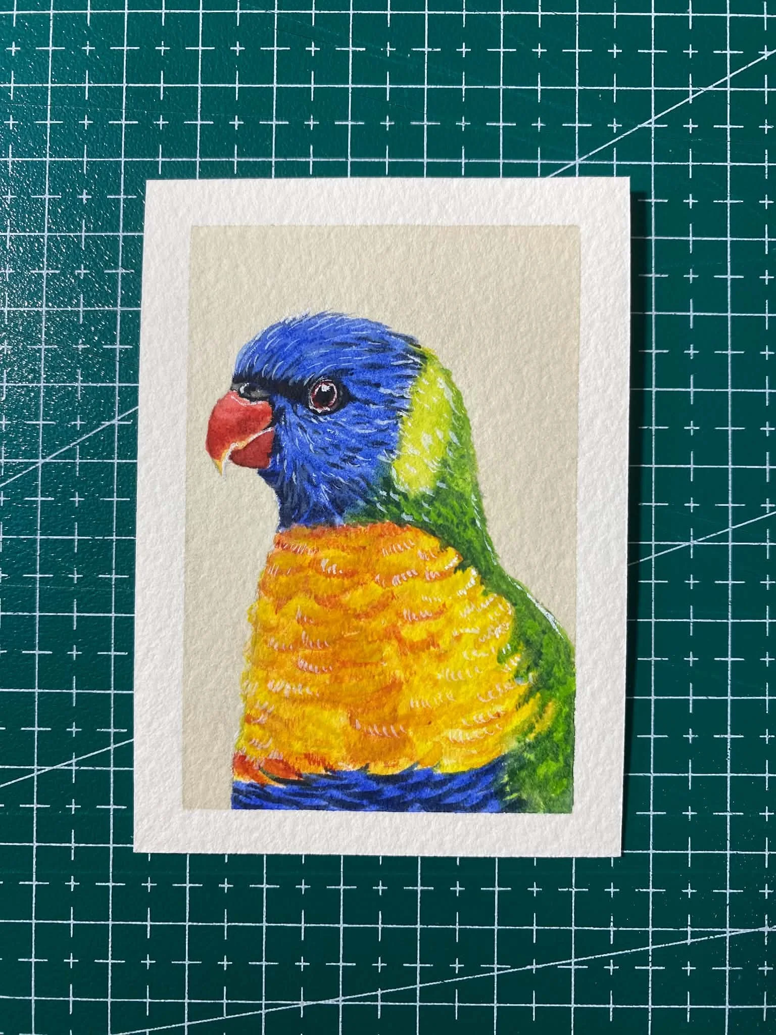 #003 - RAINBOW LORIKEET -  Trichoglossus moluccanus - Artist Trading Card/ACEO - Limited Edition Print  - PREORDER
