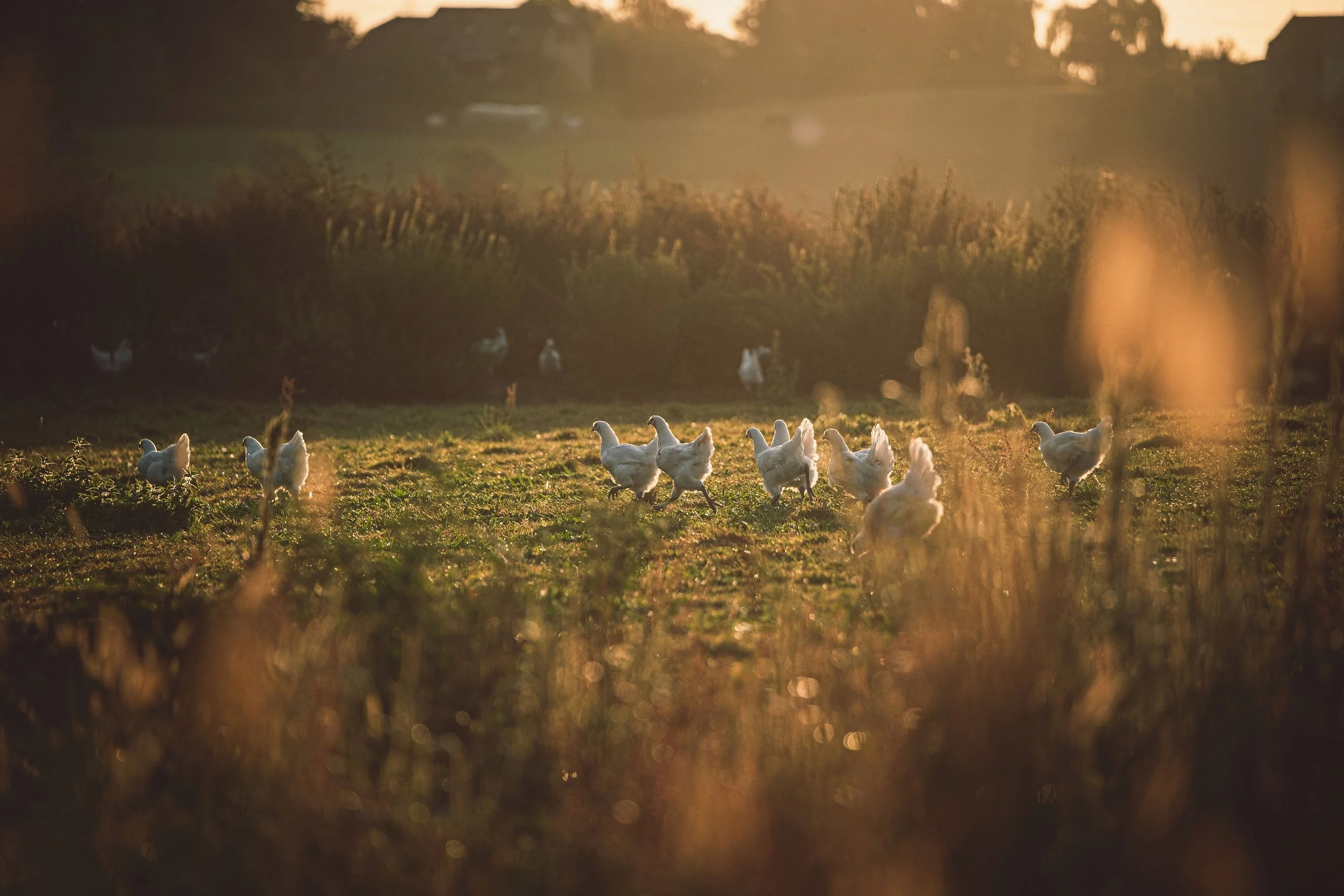 Une scène de ferme au coucher du soleil avec des poulets blancs courant dans un champ vert, entourés d'herbes et de plantes, avec un arrière-plan de broussailles ou d'arbustes.
