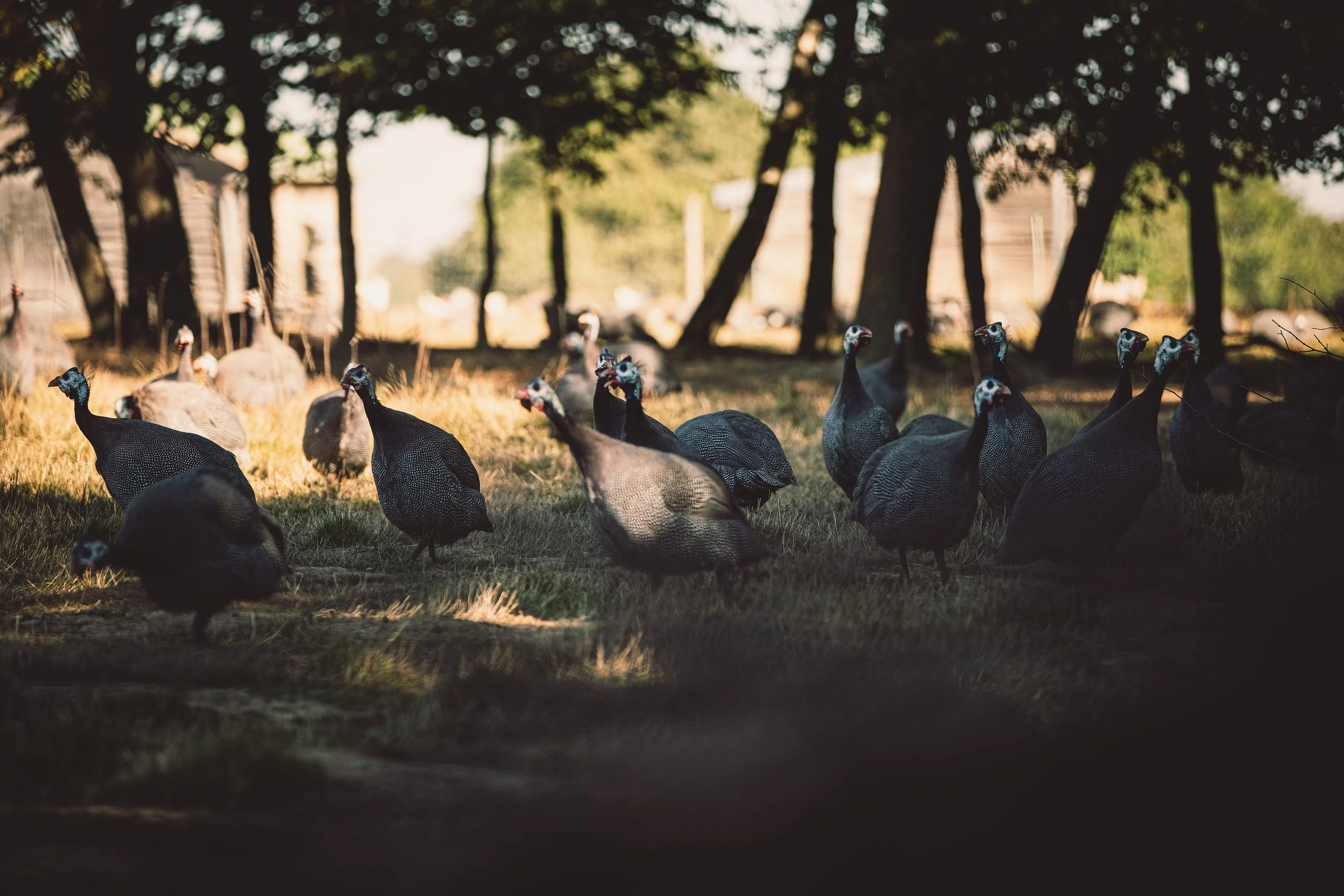 Un groupe de dindons sauvages dans un champ avec des arbres en arrière-plan, sous un éclairage naturel.