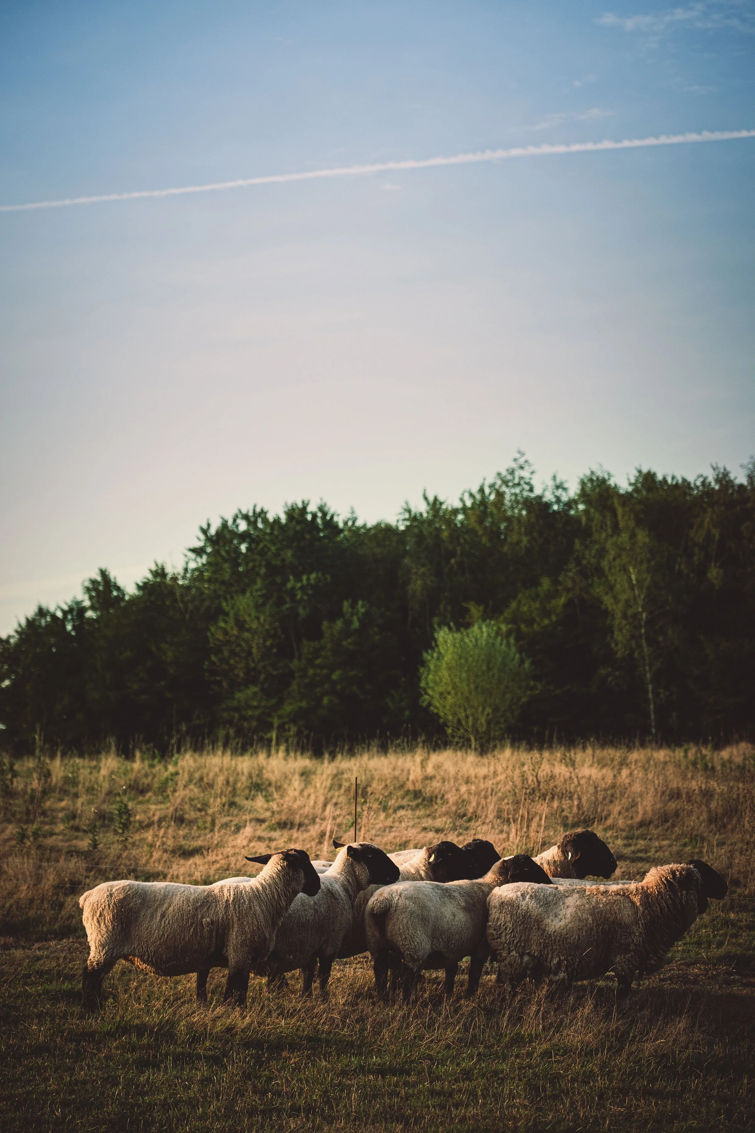 Un groupe de moutons dans un champ avec des arbres en arrière-plan et un ciel clair avec une traînée d'avion.