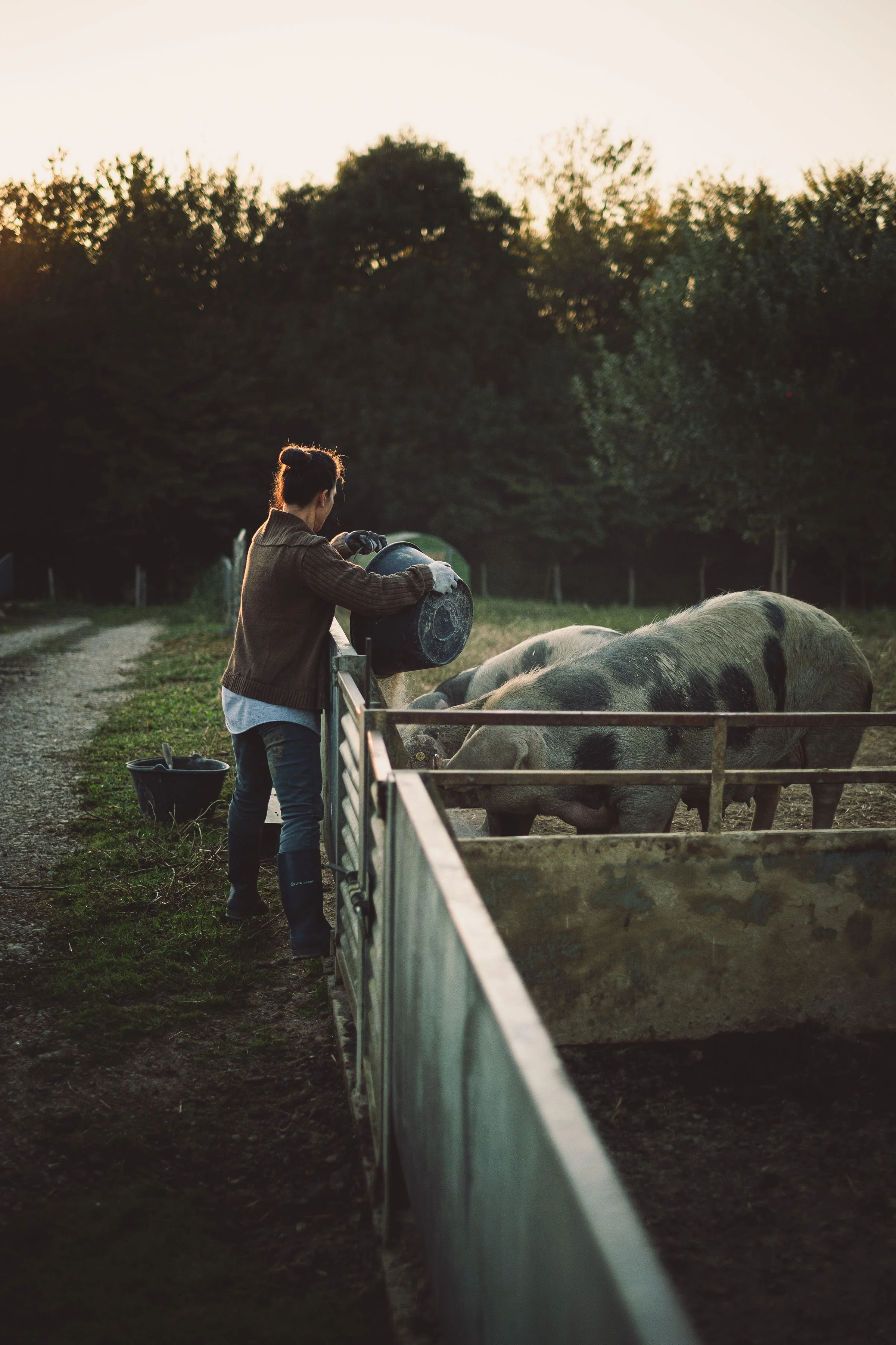 Femme nourrissant des cochons dans une ferme au coucher du soleil.