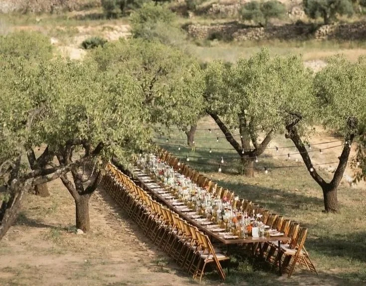 Une grande table en bois avec des chaises en bois, dressée pour un repas en plein air, sous un arbre dans un vignoble ou une oliveraie, avec des guirlandes lumineuses suspendues entre les arbres.