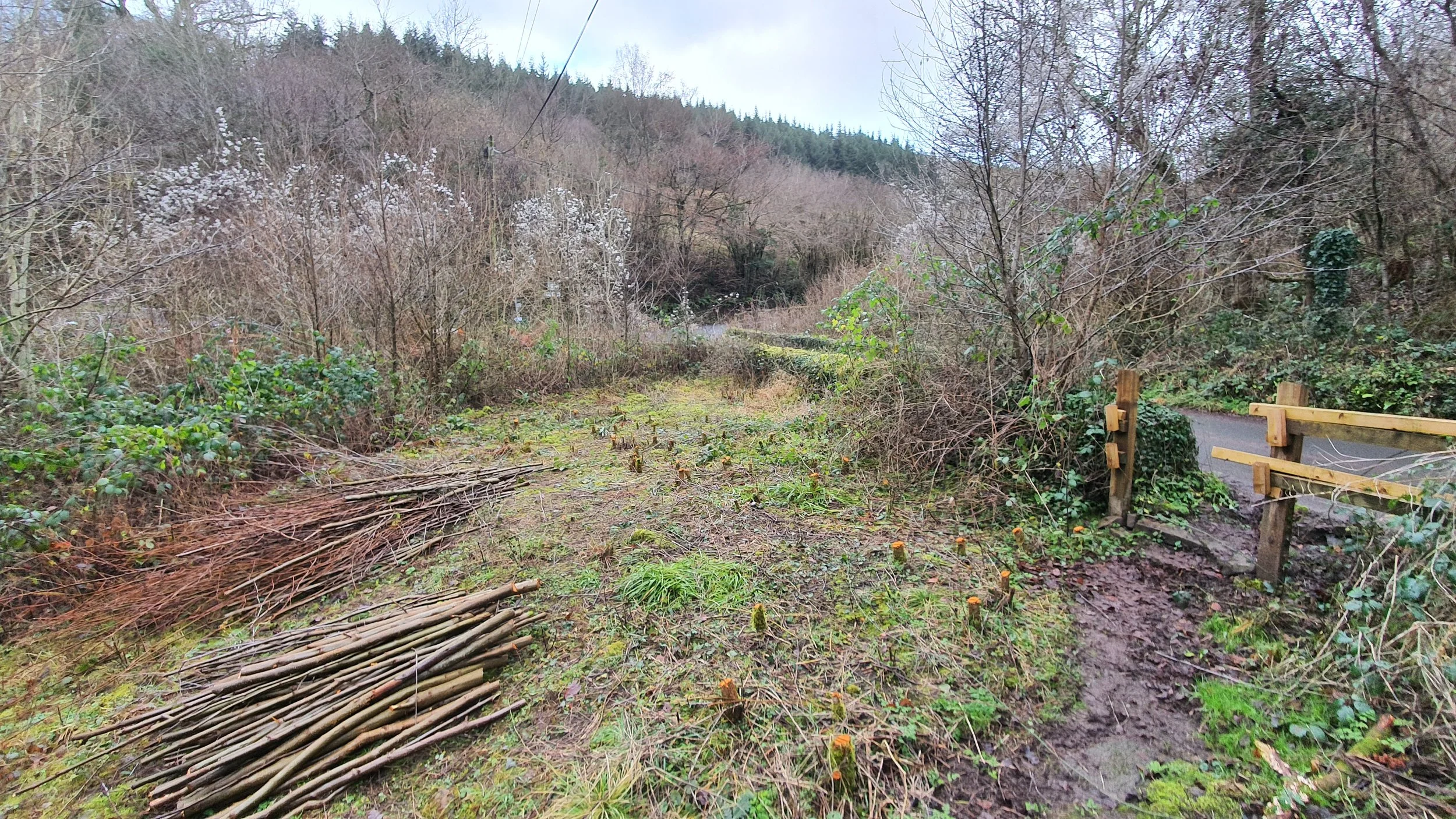 A muddy trail next to a wooden fence, with cut branches and twigs on the ground, surrounded by leafless trees and bushes in a wooded area.