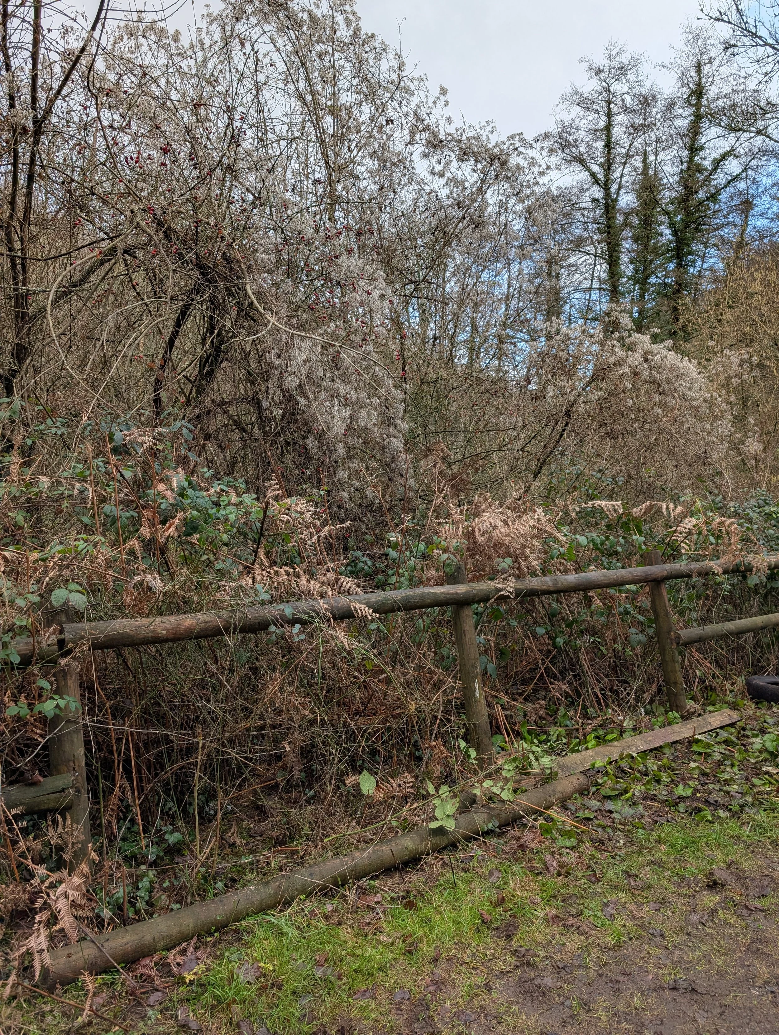 A wooden fence running along a dirt path, with overgrown bushes and trees in the background, some with snow or frost on them.