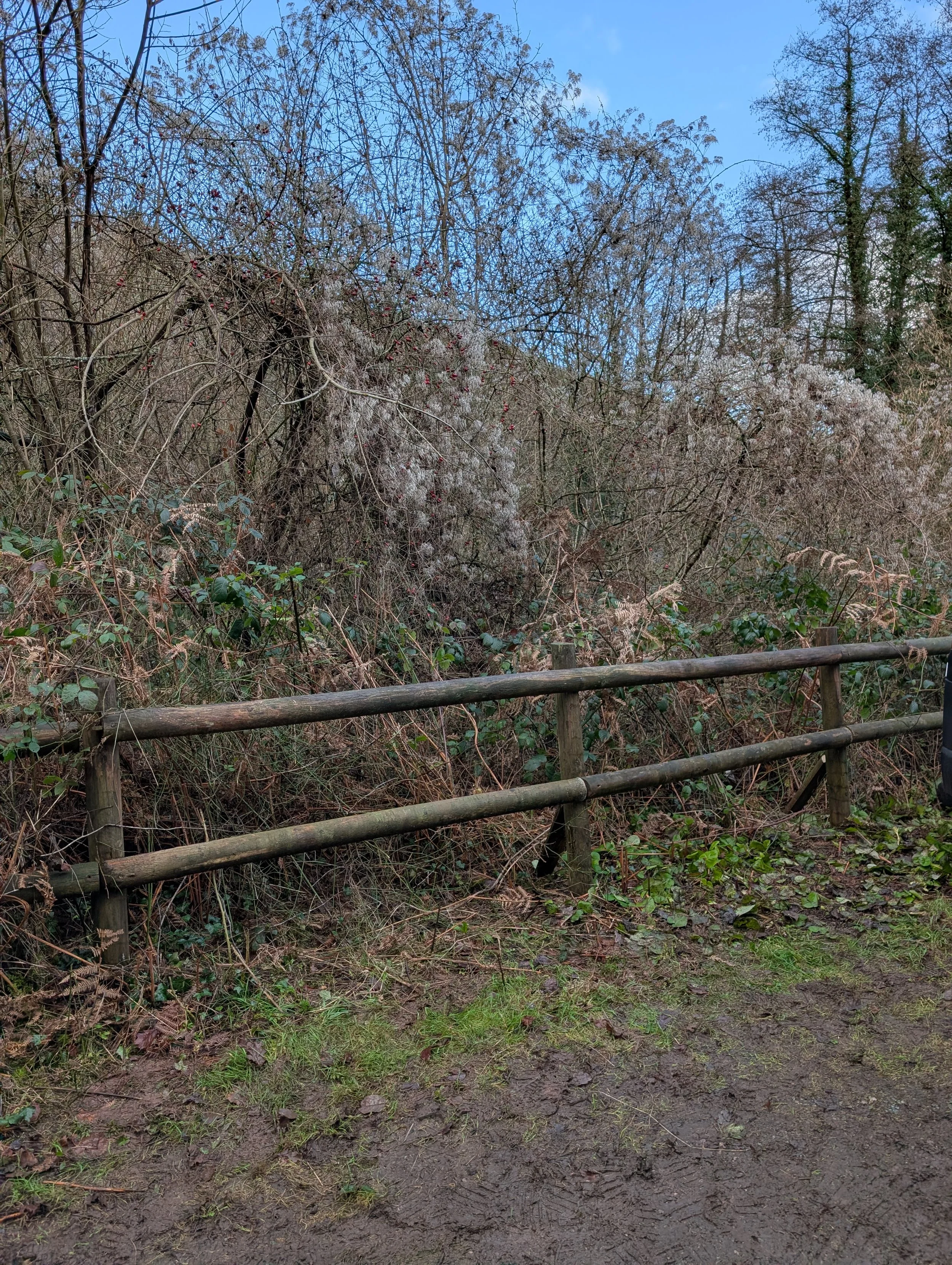 A dirt path with patches of green grass and leaves, bordered by a wooden fence, with dense leafless bushes and trees behind it, under a clear blue sky.