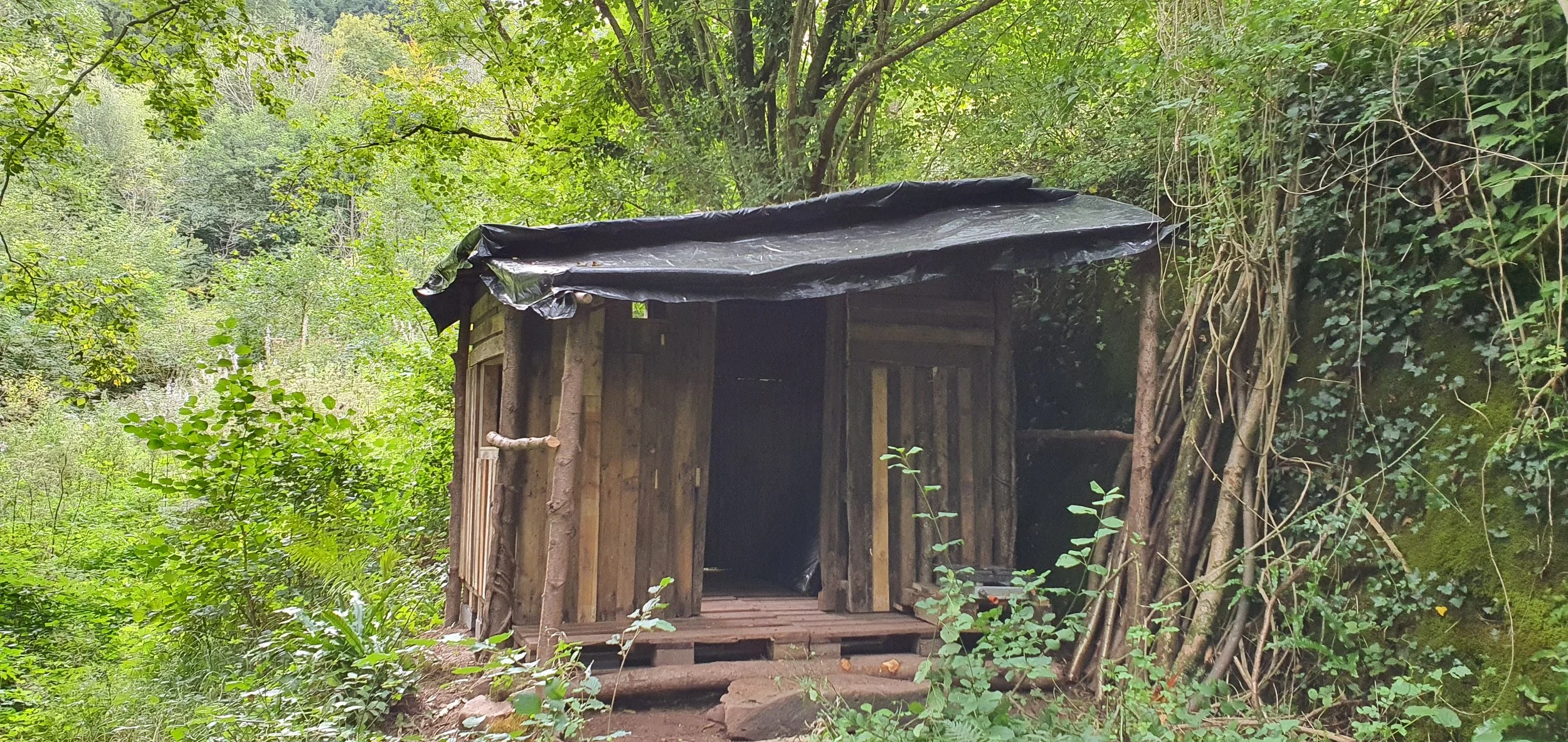 A small, rustic wooden shelter with a black plastic tarp roof, situated in a dense, green forest with various plants and trees surrounding it.