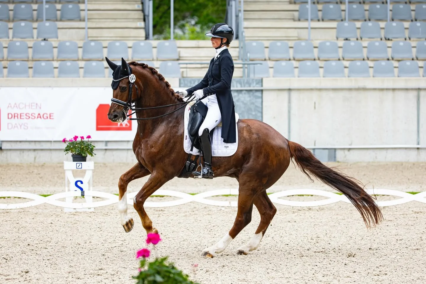 dressage rider active in national and international competitions