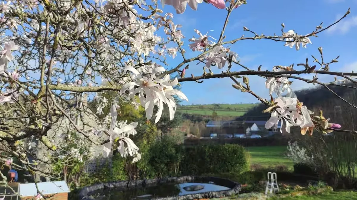 Fleurs de magnolia en fleurs dans un jardin avec une vue sur la campagne sous un ciel bleu.