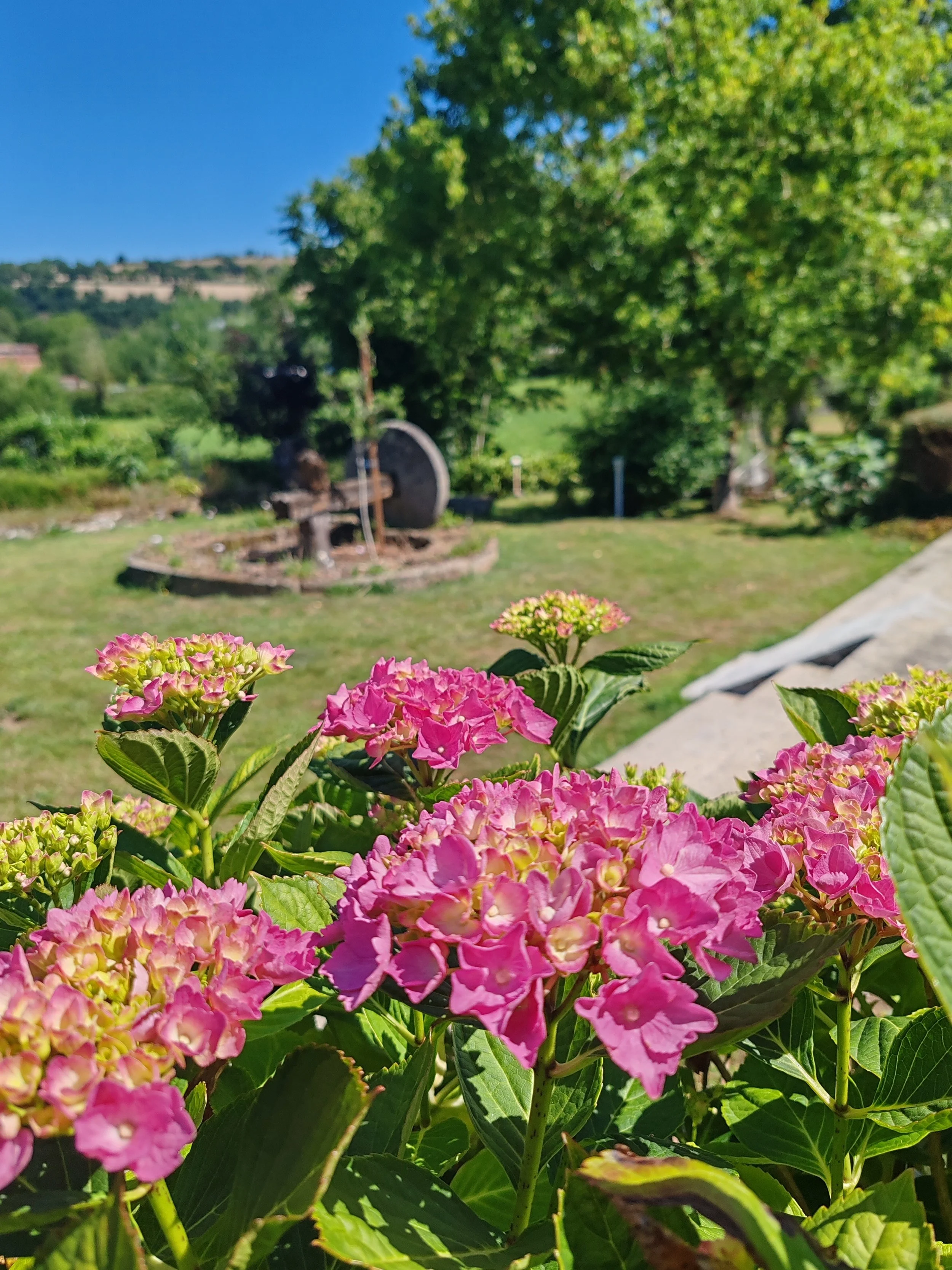 Fleurs roses avec un beau jardin de l'Etape Saint Christophe