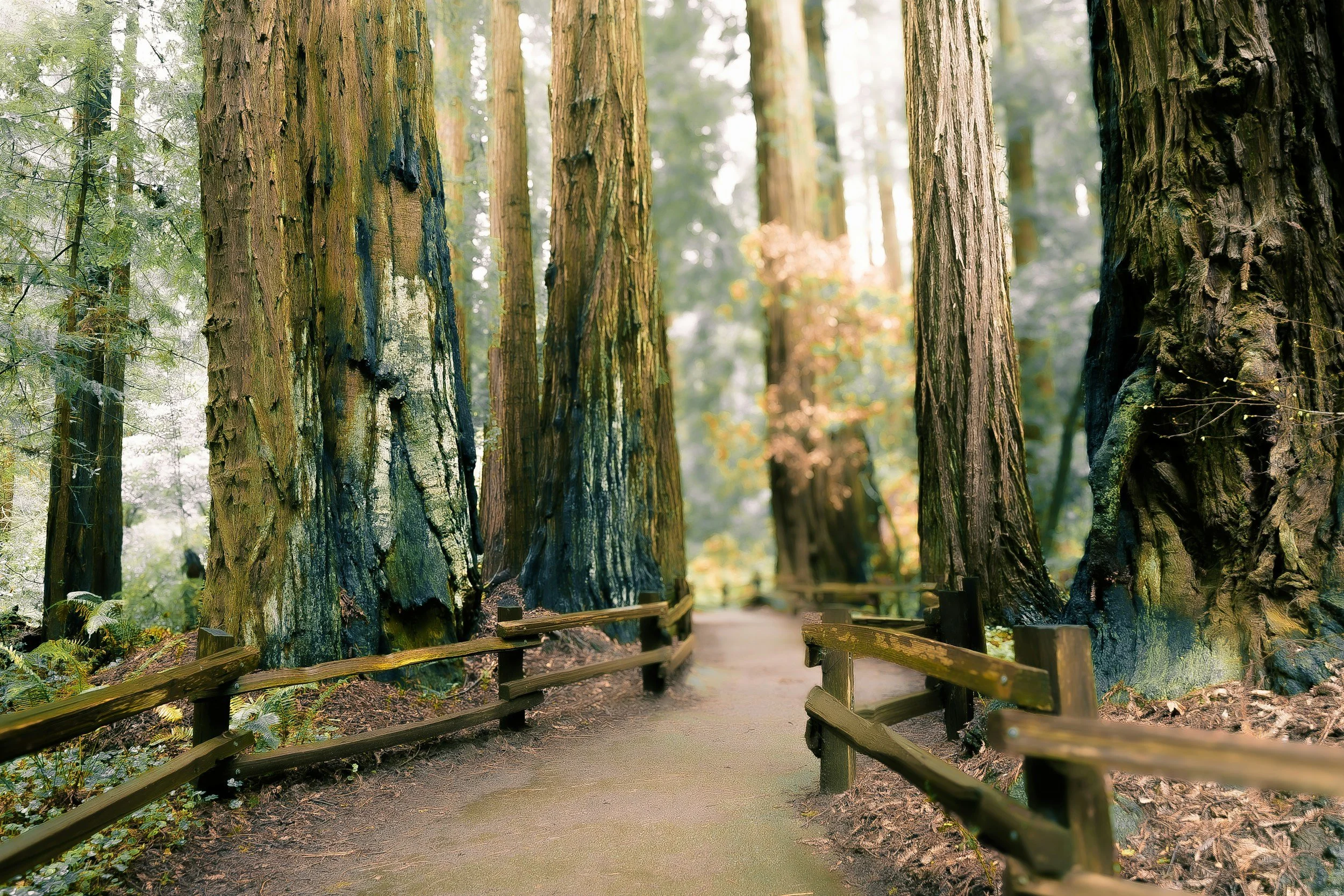 A dirt path in a forest surrounded by tall trees with thick trunks, some with moss and bark patterns, and a wooden fence on each side, with green foliage and sunlight filtering through the canopy.