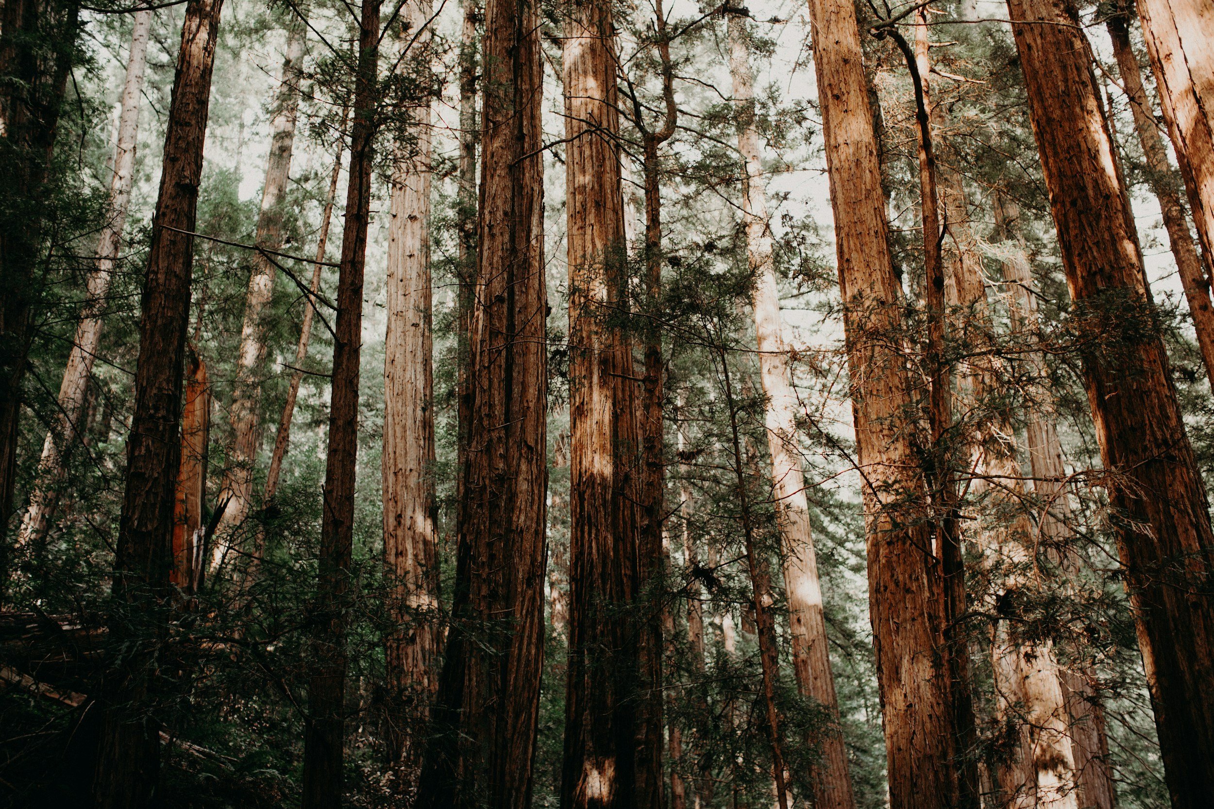 Tall trees in a dense forest with sunlight filtering through the branches.
