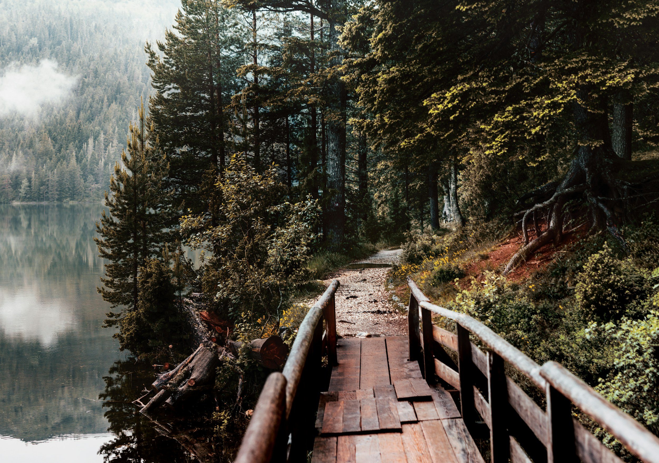 Wooden bridge over a trail through a dense forest near a lake