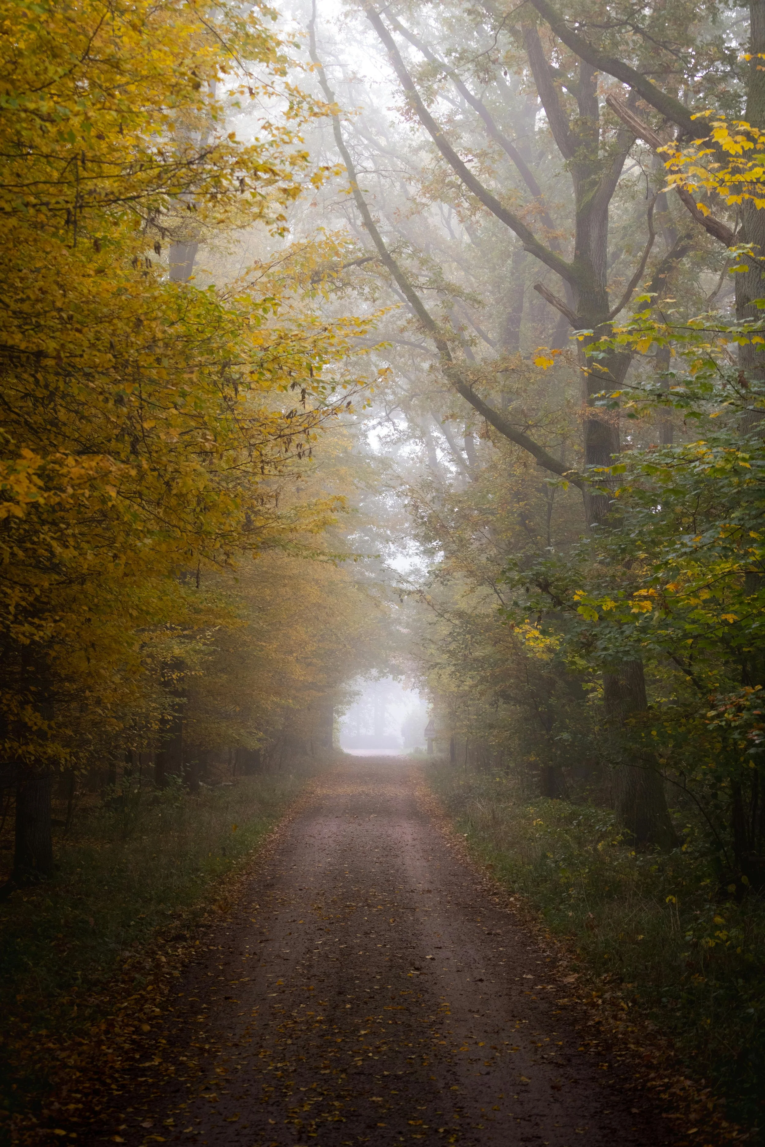 A foggy forest pathway lined with trees displaying yellow and green leaves, with fallen leaves scattered on the ground.