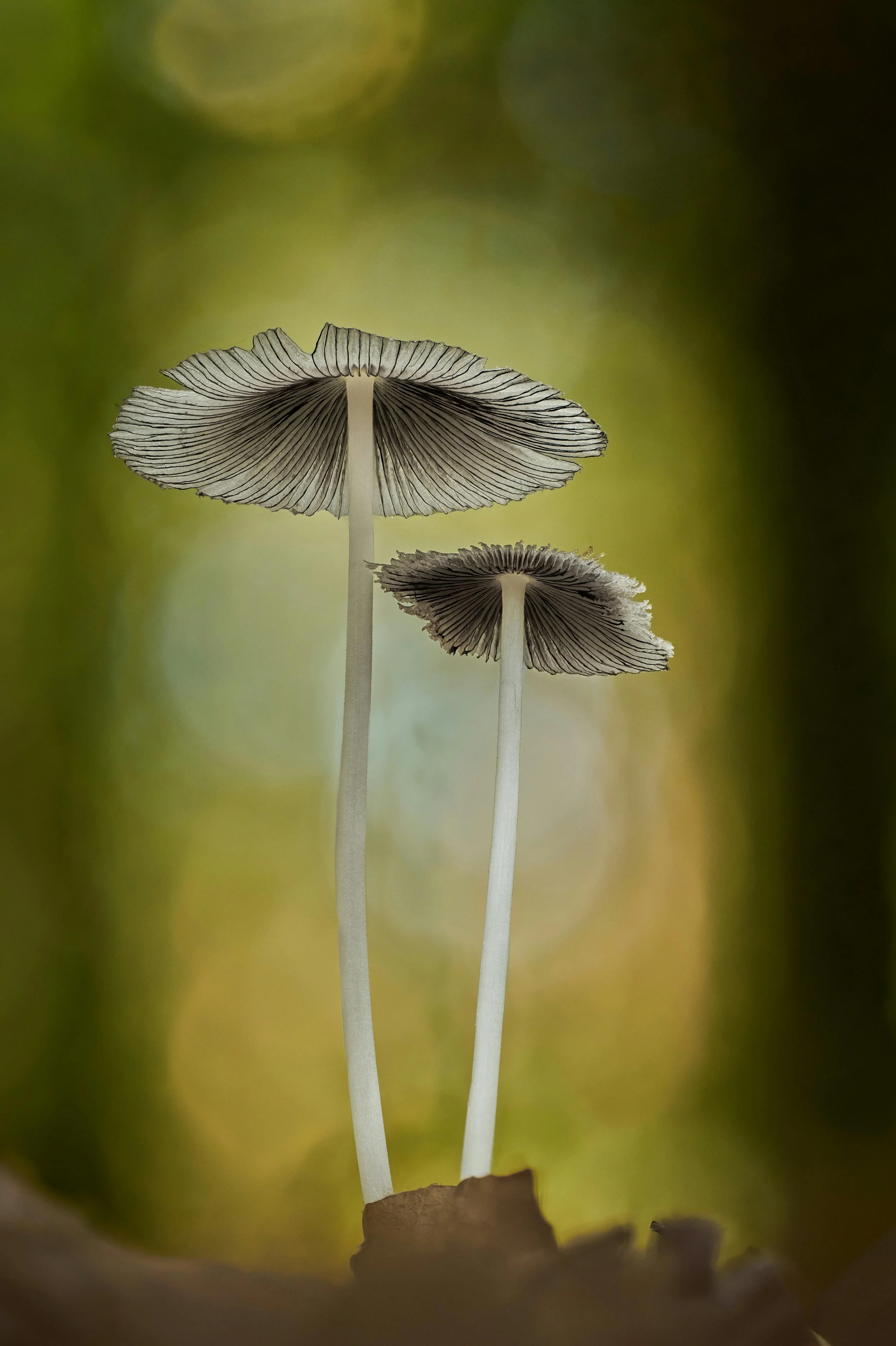 Close-up of two mushrooms with translucent, gilled undersides and white stems, growing on forest floor with blurred green background.