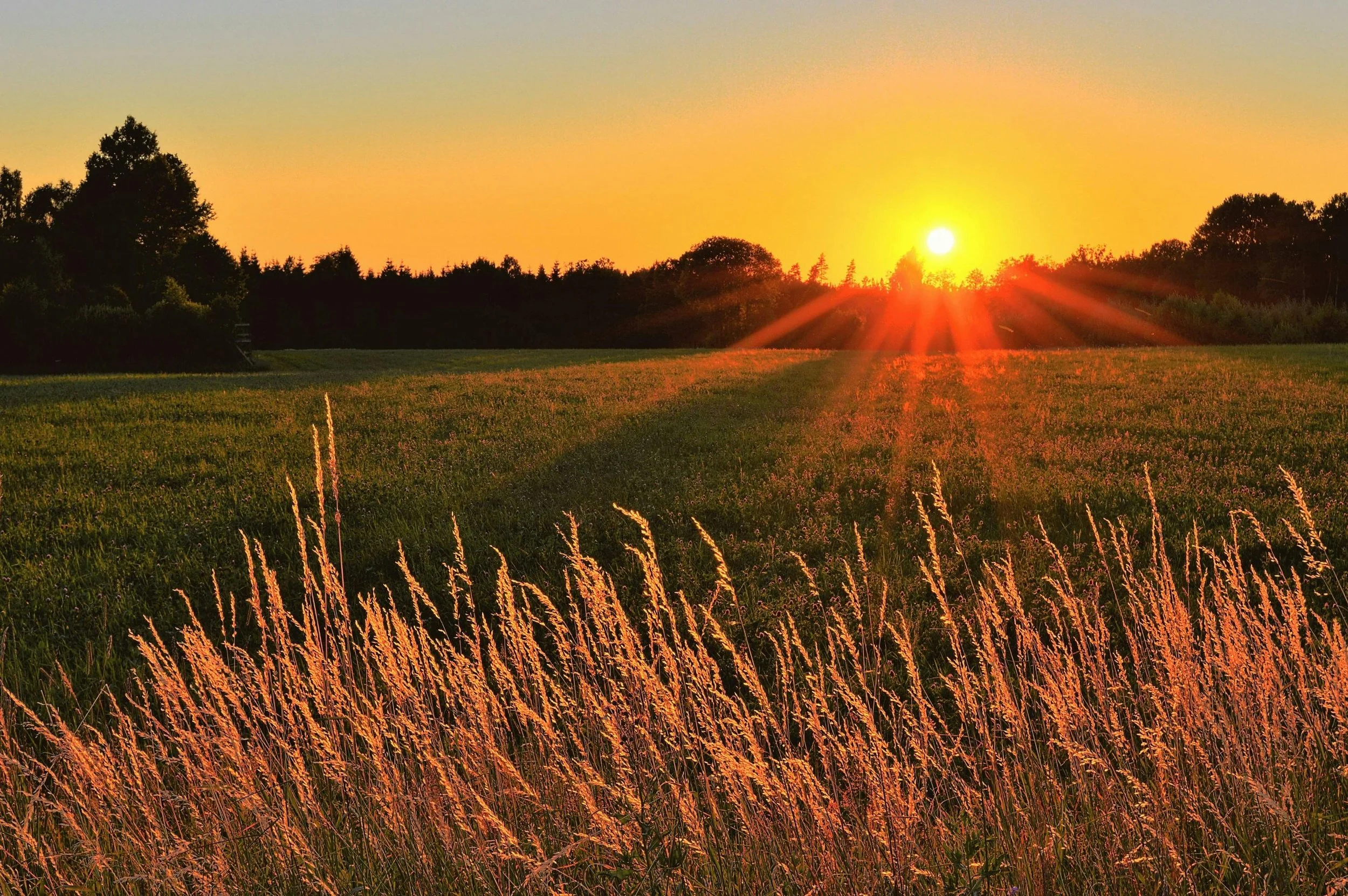 Sunset over a grassy field with tall grasses in the foreground and trees in the background.