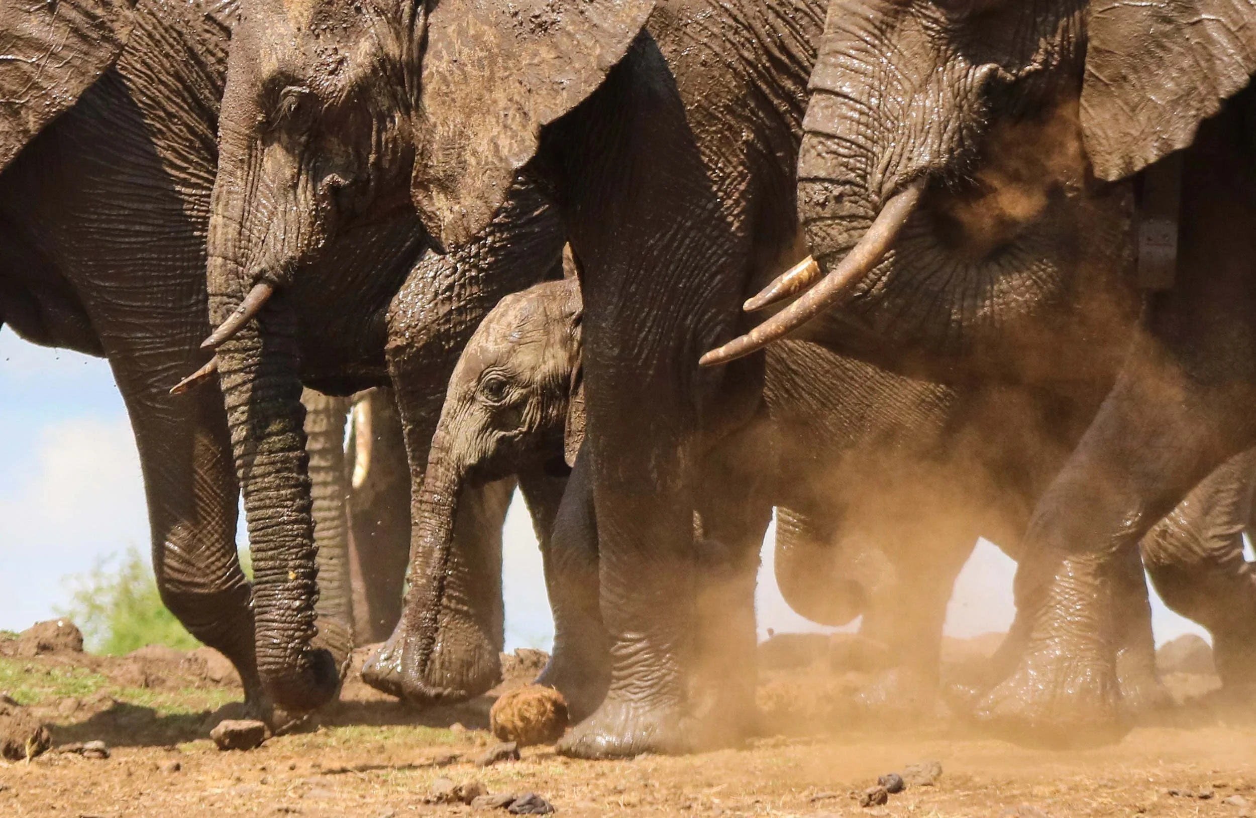 A herd of elephants walking on dry ground, some elephants' trunks and tusks visible, dirt kicking up around their feet, in a natural environment.