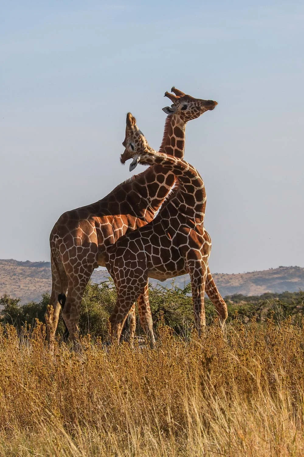 Two giraffes standing in a grassy plain with hills in the background under a clear sky.