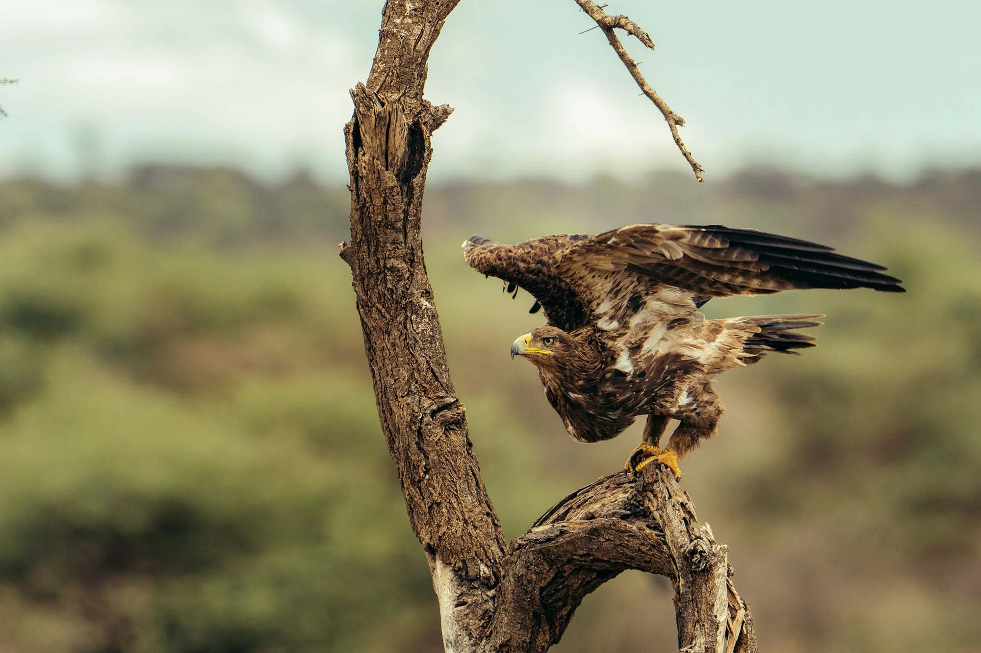 A large bird of prey with brown feathers perched on a twisted branch of a tree, with its wings partially extended and its head turned to the side, in a natural outdoor setting.