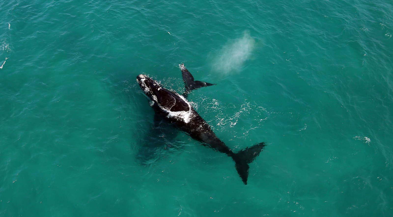 Two orcas swimming in the ocean
