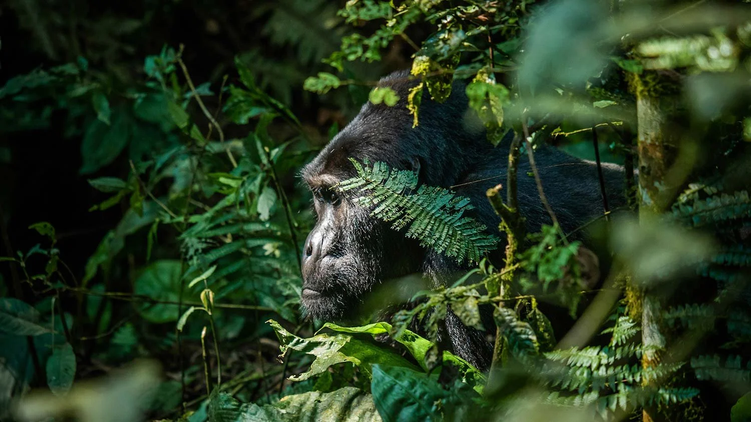A gorilla in a dense jungle surrounded by green leaves and ferns.