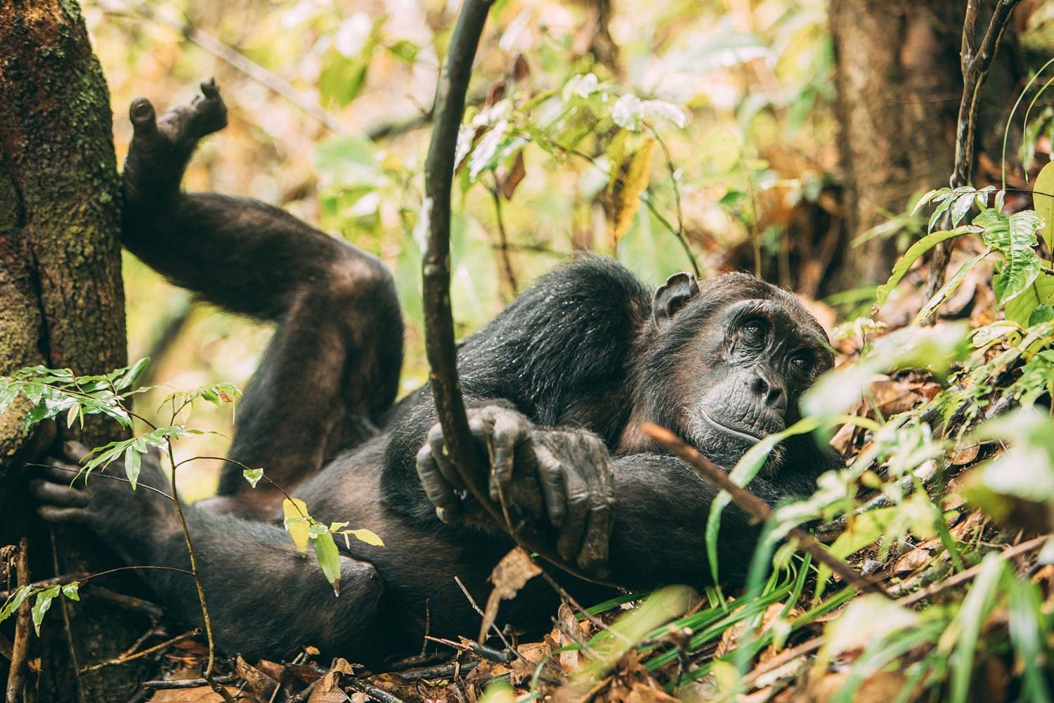 A young gorilla resting on the forest floor among leaves and branches.