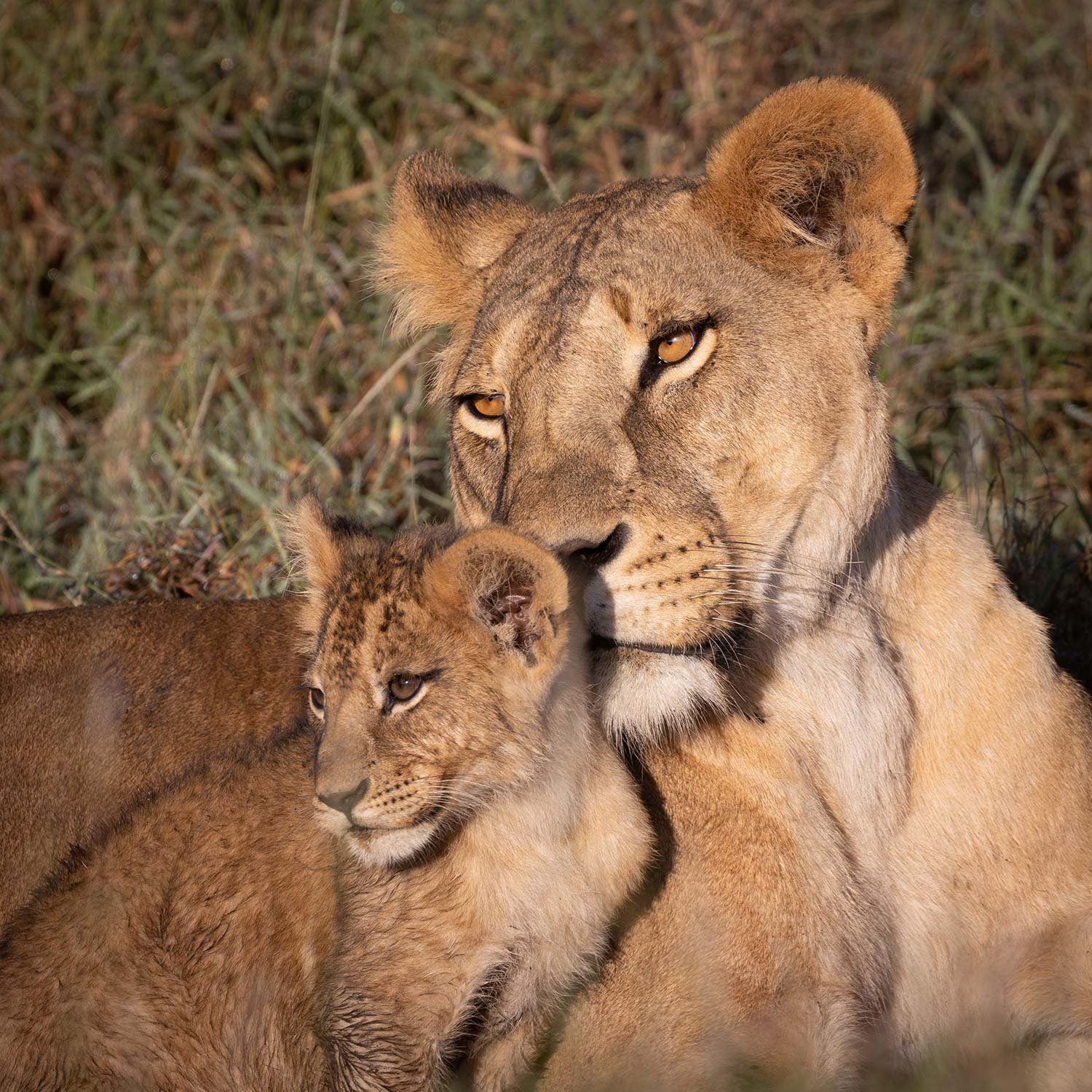A lioness resting beside a lion cub in a grassy area.