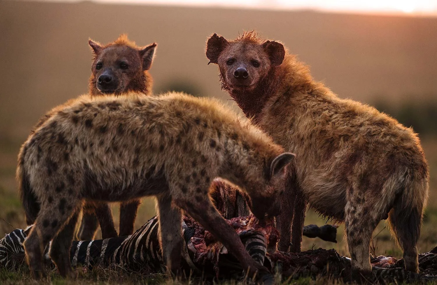 Three hyenas feeding on a carcass outdoors at sunset.