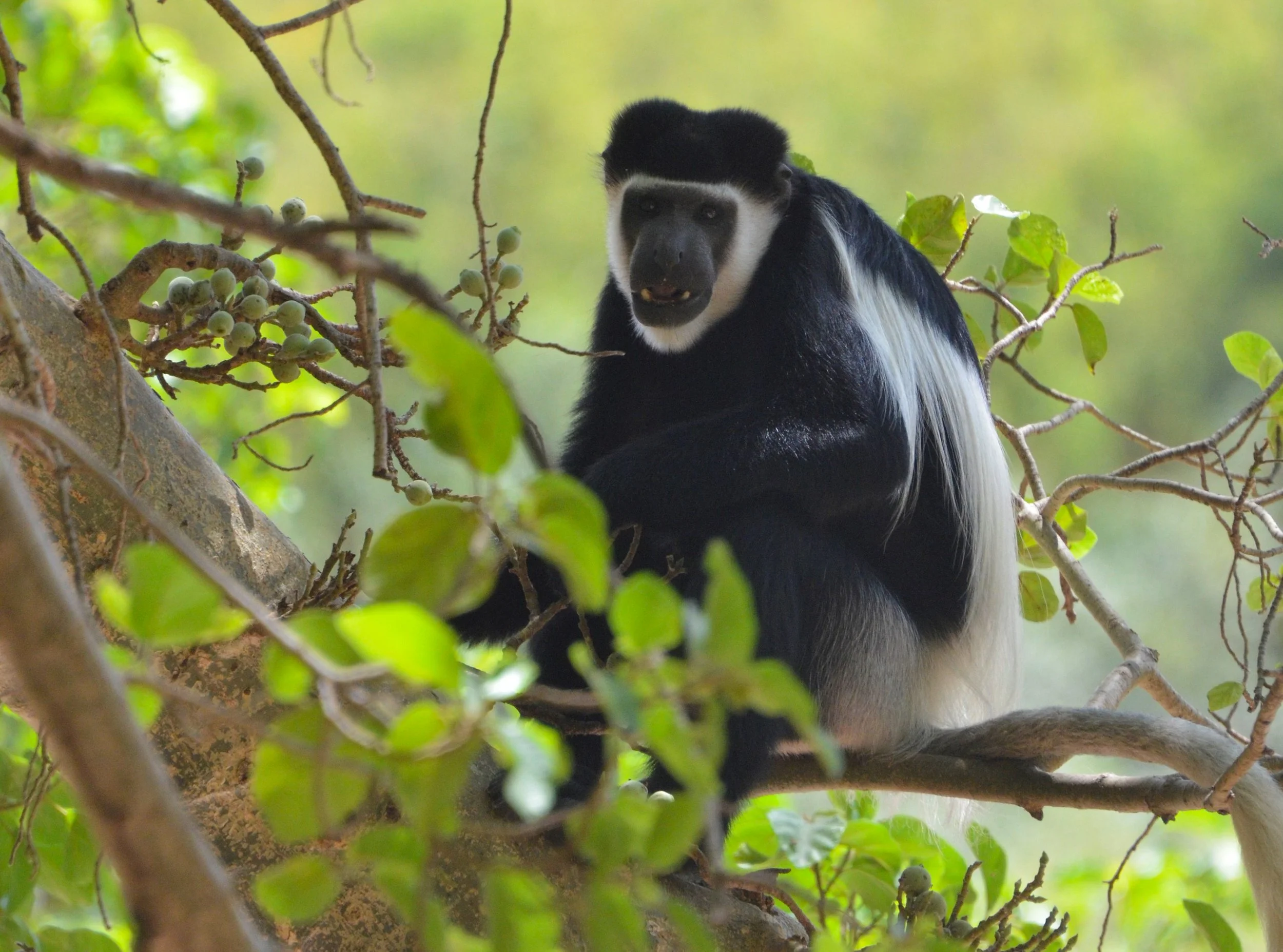 A black and white colobus monkey sitting on a tree branch among green leaves and small fruit, with a blurred green background.