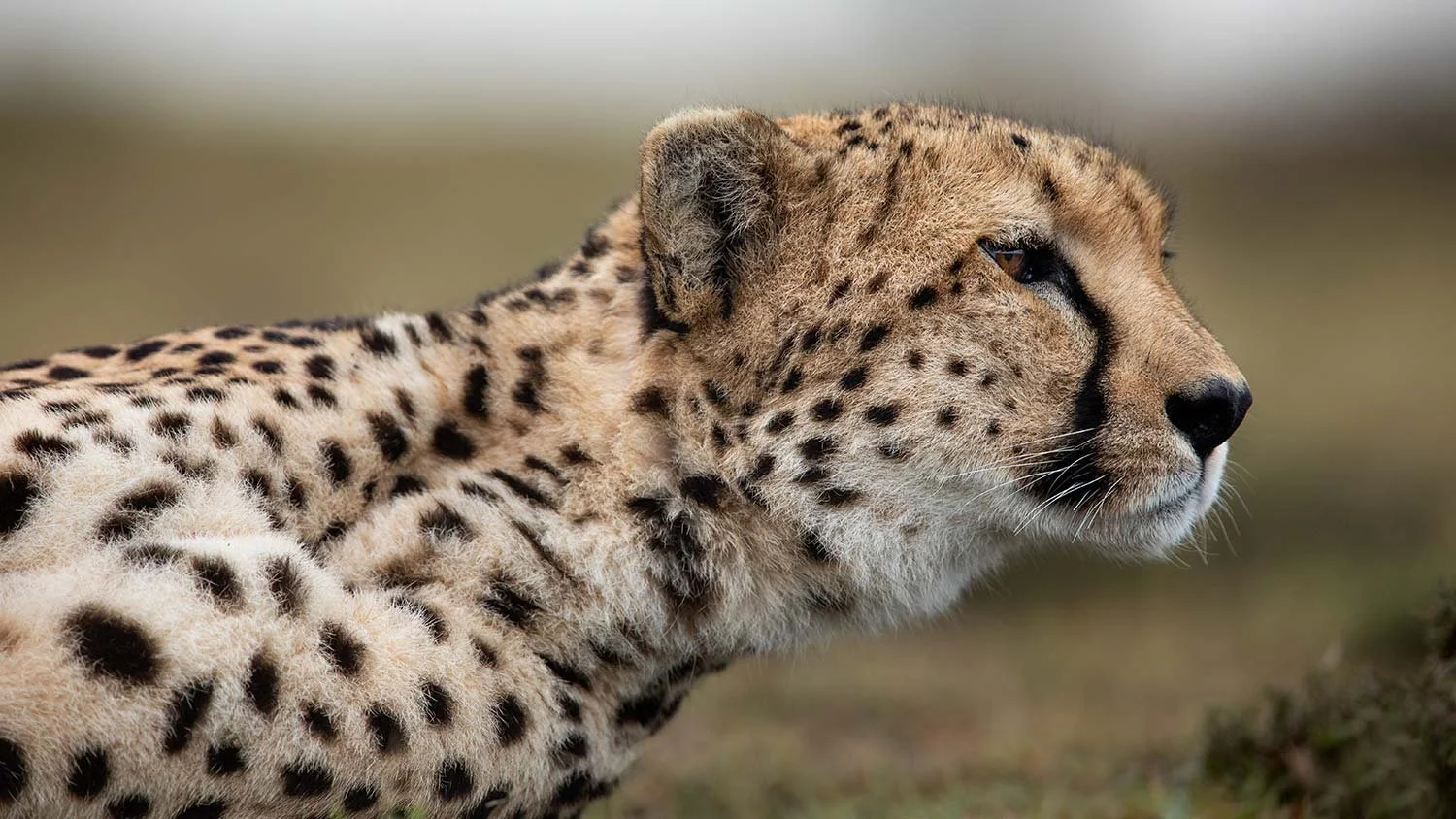 Close-up of a cheetah lying down with its head turned to the side, showing distinctive black spots and facial features.