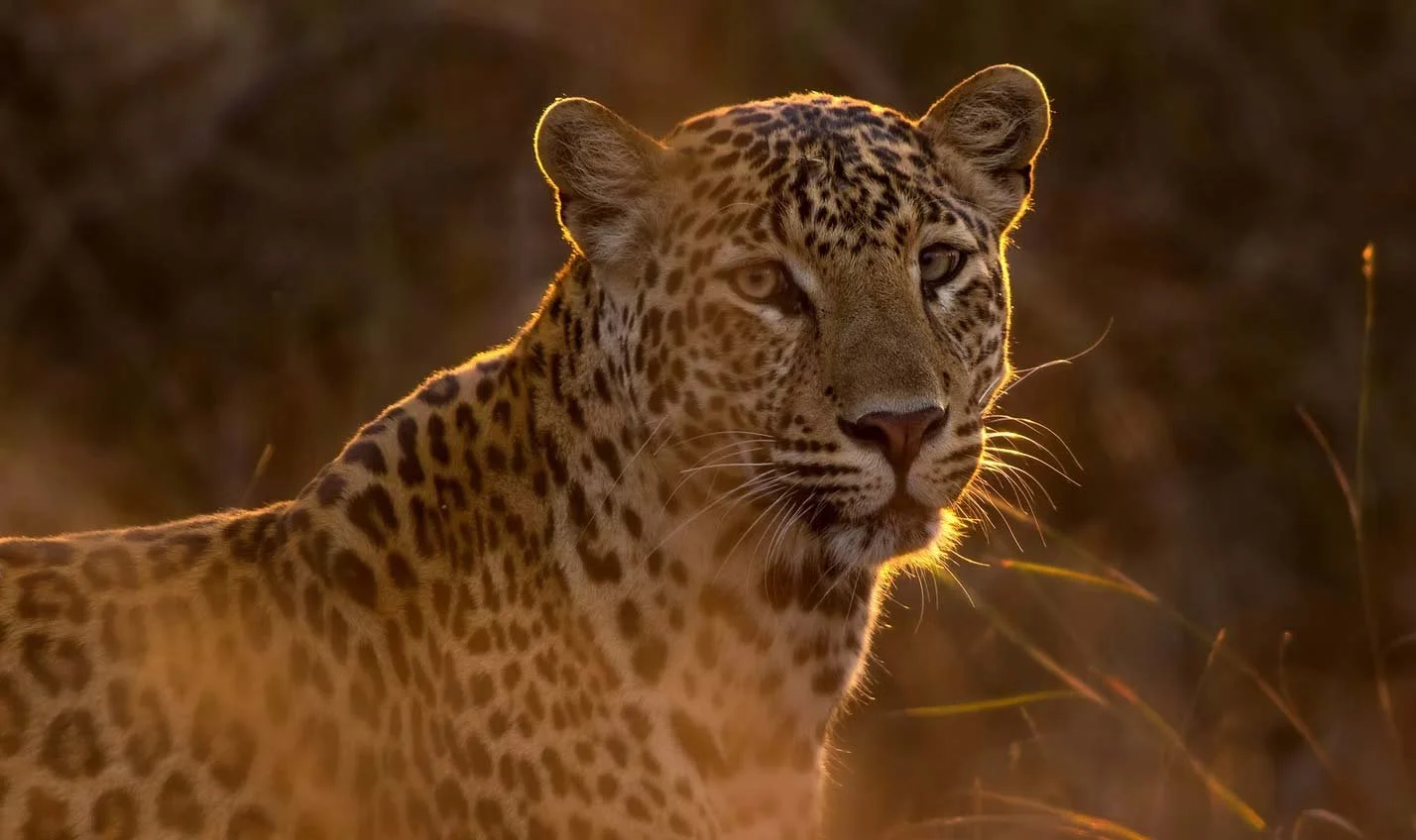 A close-up of a leopard in the wild, illuminated by sunset light, with a blurred natural background.
