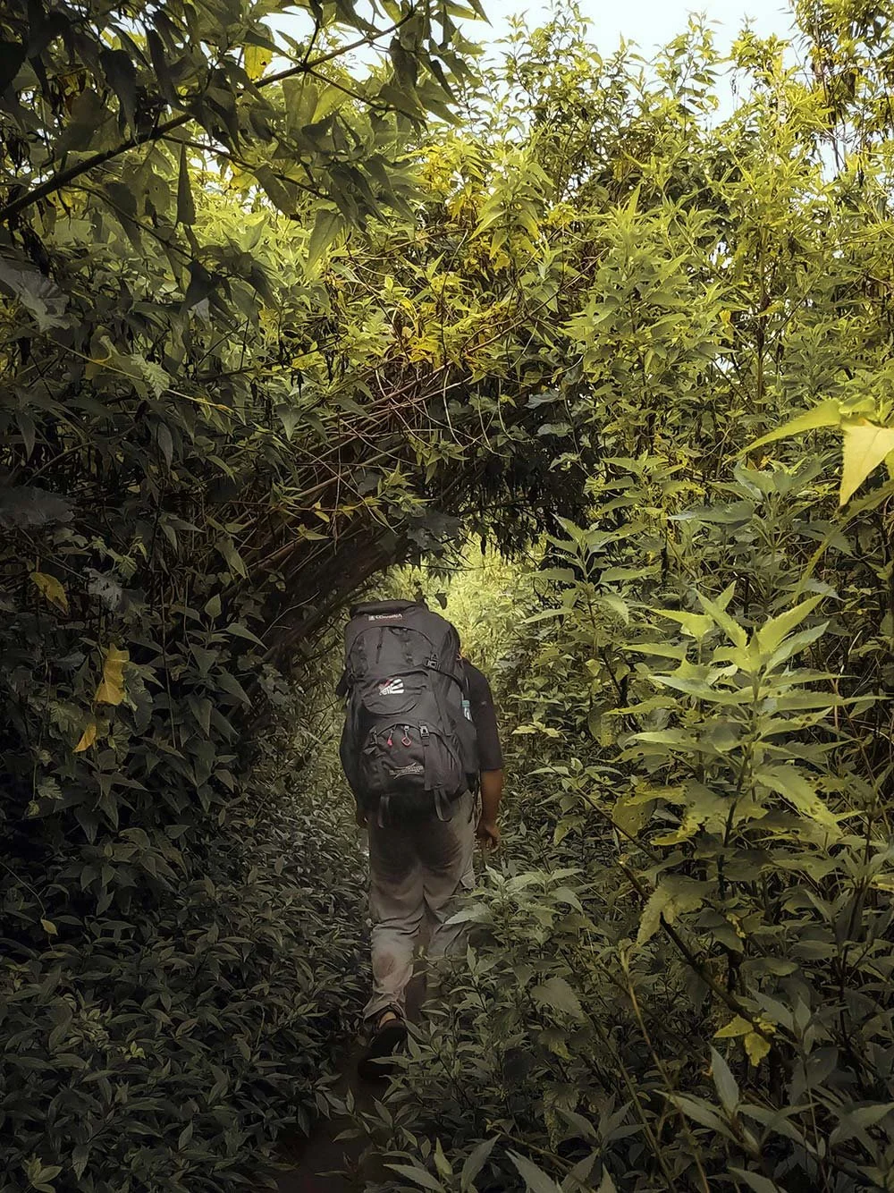 Person hiking through a dense, green, leafy tunnel on a trail with a large backpack.