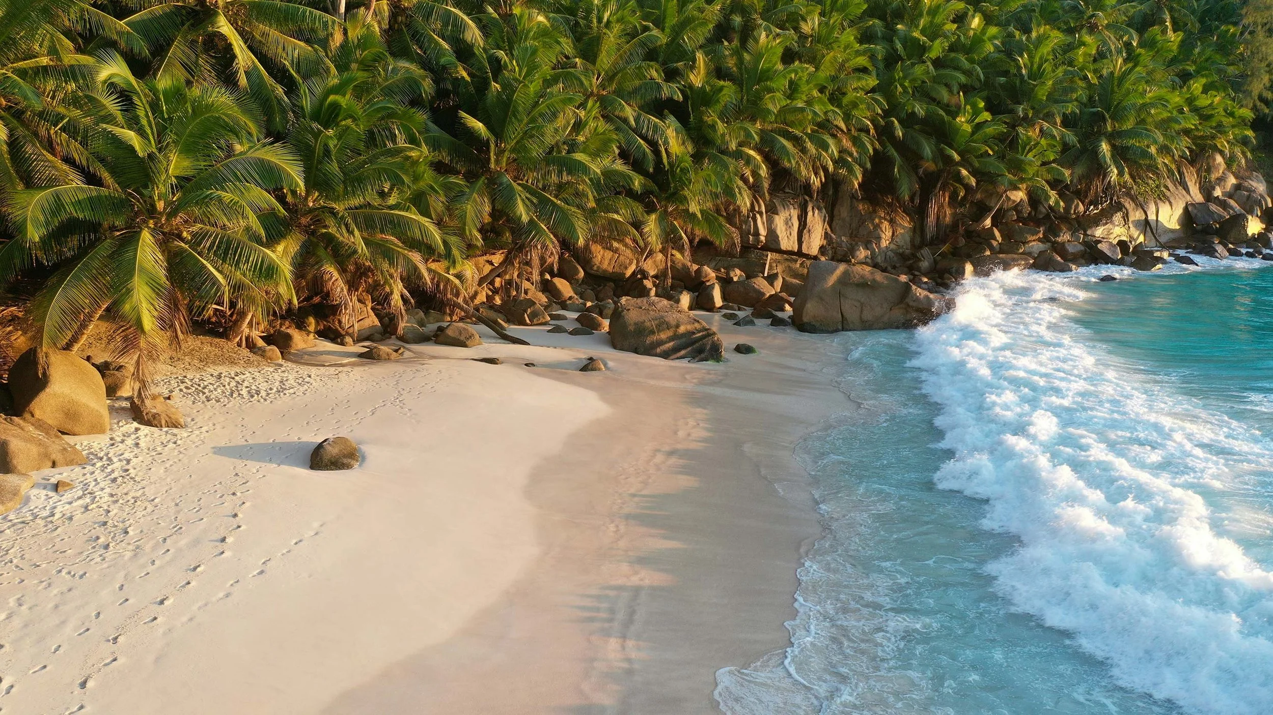 A tropical beach with white sand, a row of palm trees, and the ocean with waves