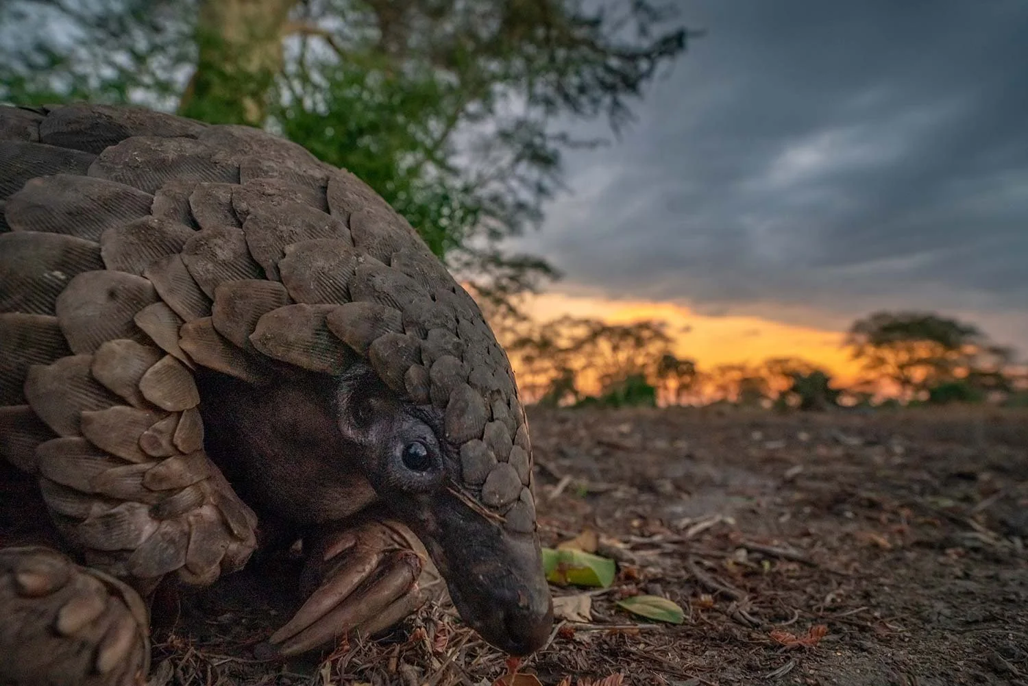 A pangolin with protective keratin scales on its back, curled up on the ground during sunset in a natural habitat.