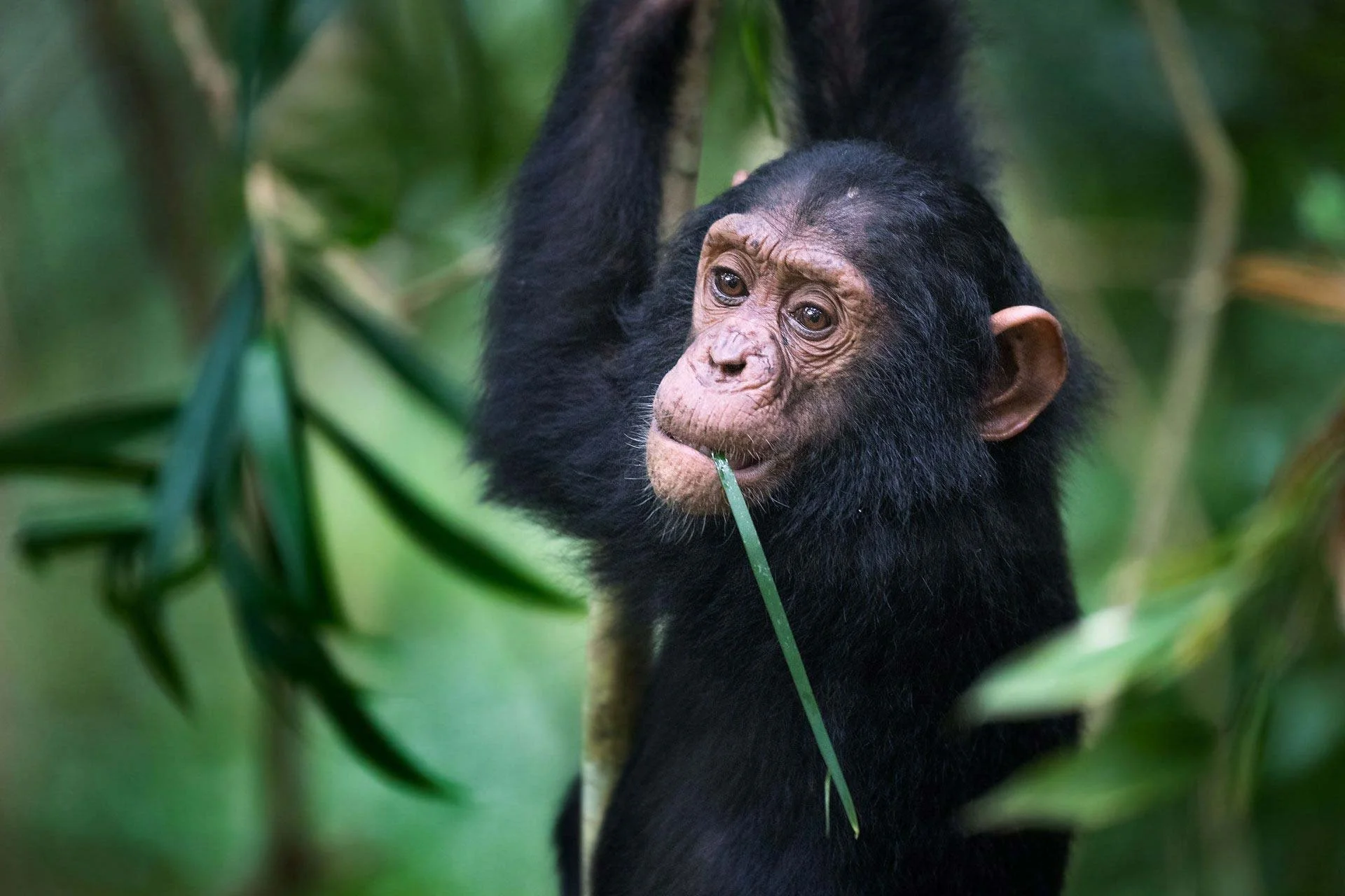 Young chimpanzee with black fur and expressive face, holding a bamboo branch in its mouth, among green foliage in a rainforest.