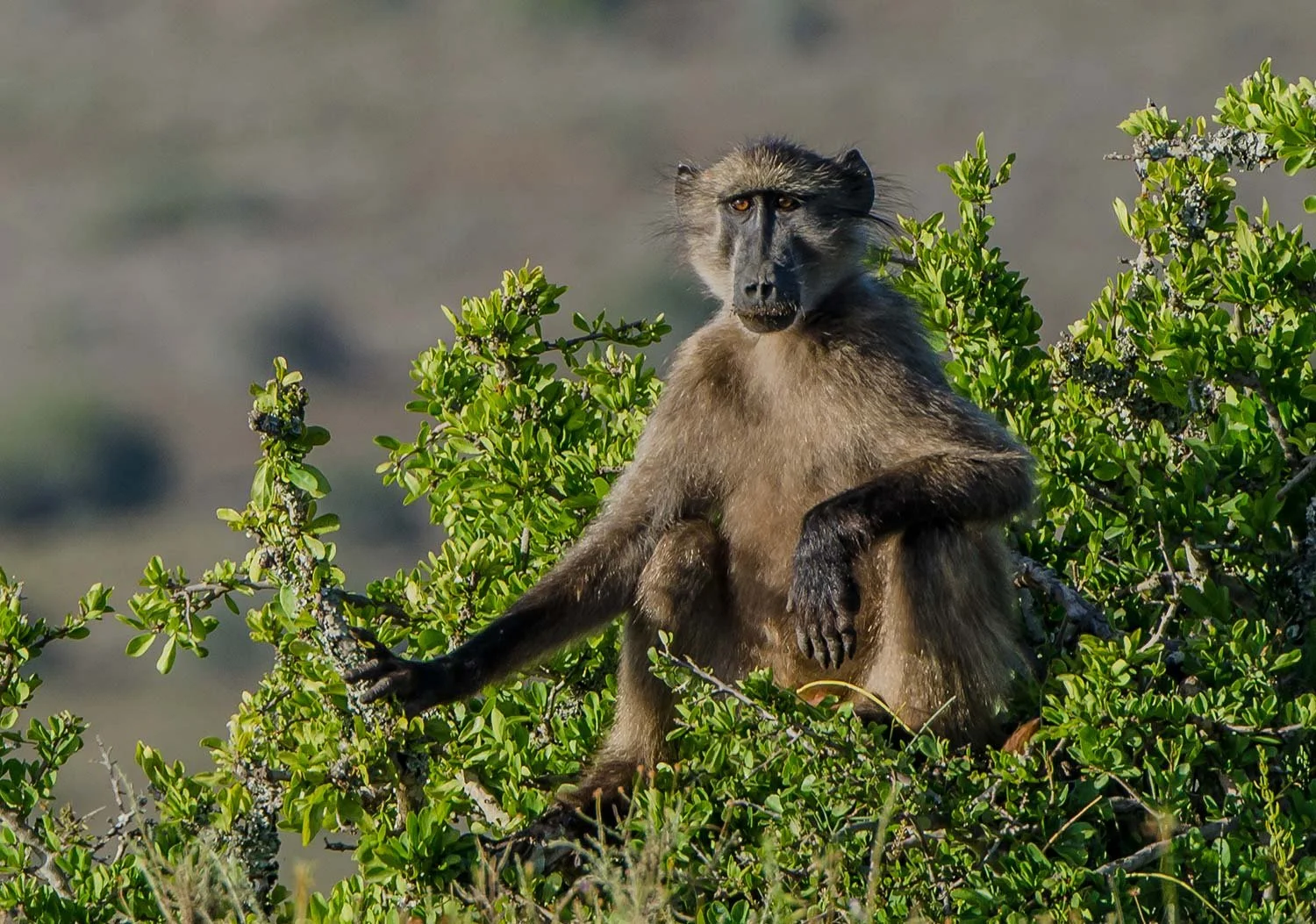 A baboon sitting atop green foliage in a natural environment during daylight.