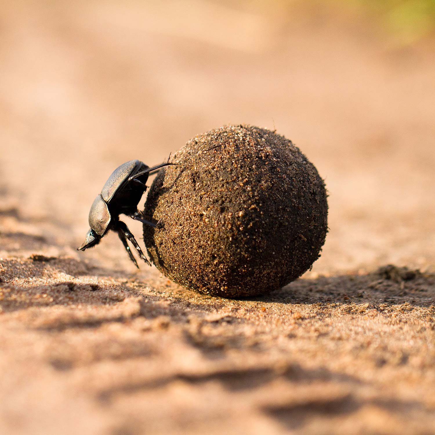Close-up of a beetle pushing a sandball on sandy ground.