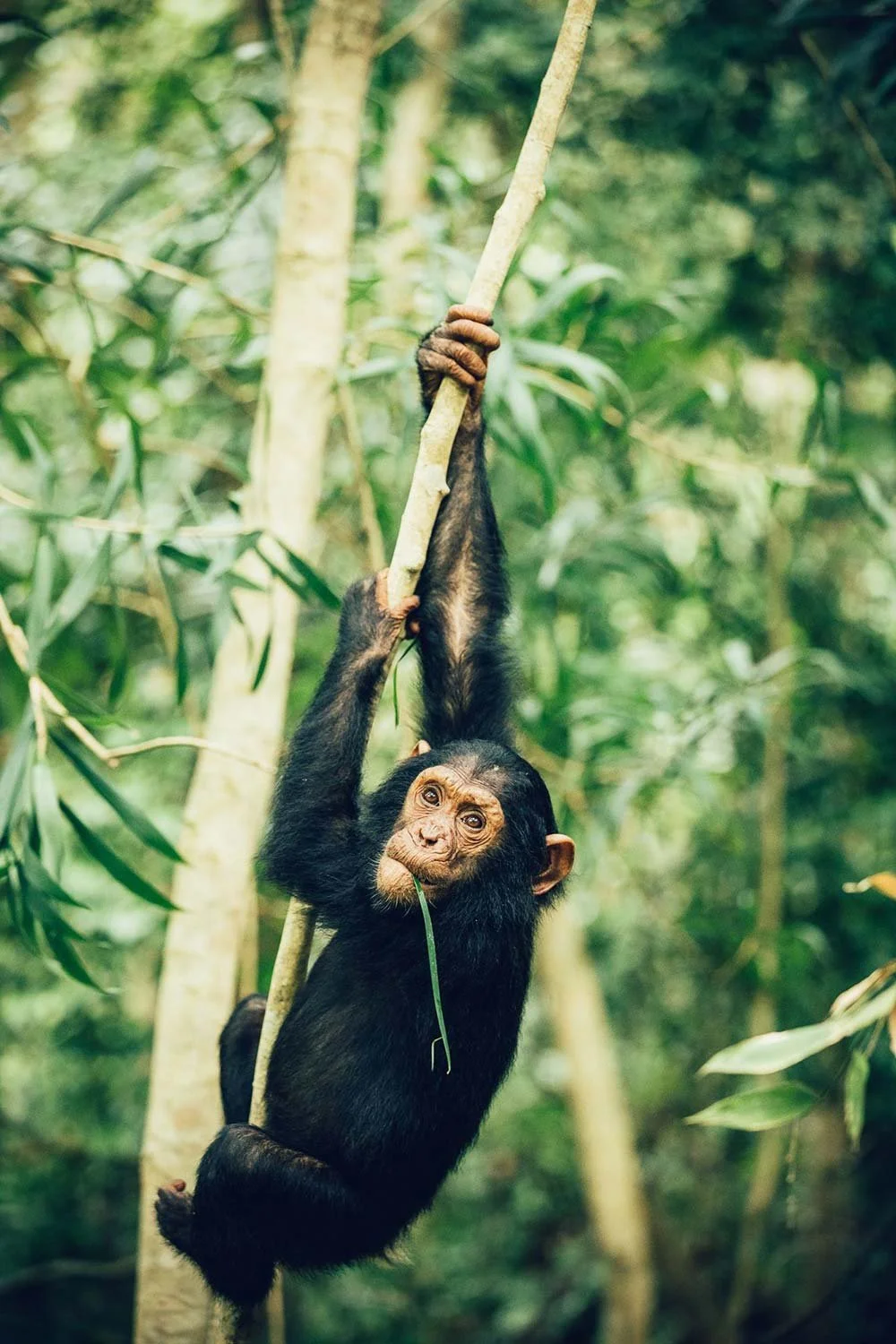 A young chimpanzee hanging from a tree branch in a lush green jungle, chewing on a small piece of plant.