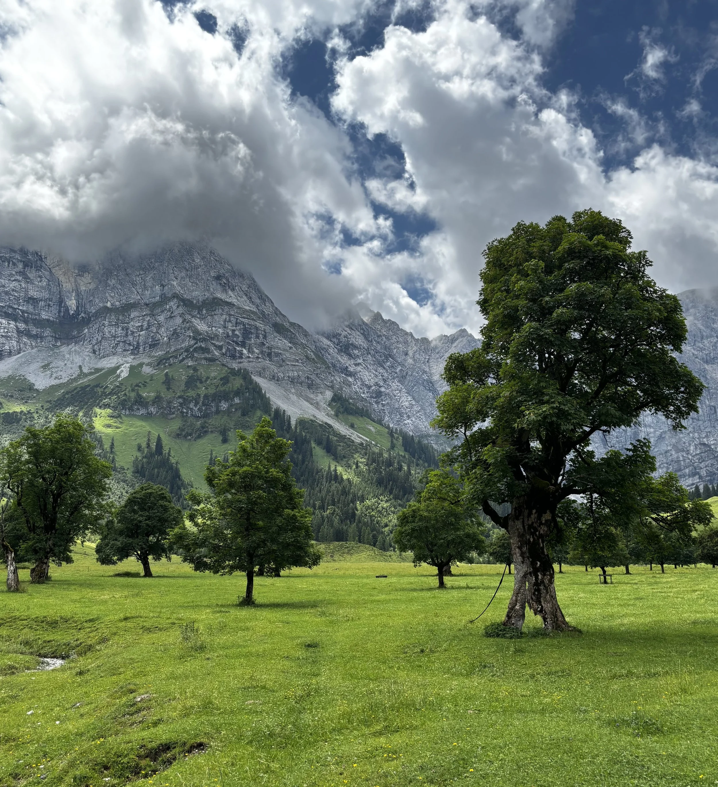 Grüne Wiesen mit mehreren Bäumen vor Bergen und bewölktem Himmel, Naturaufnahme.