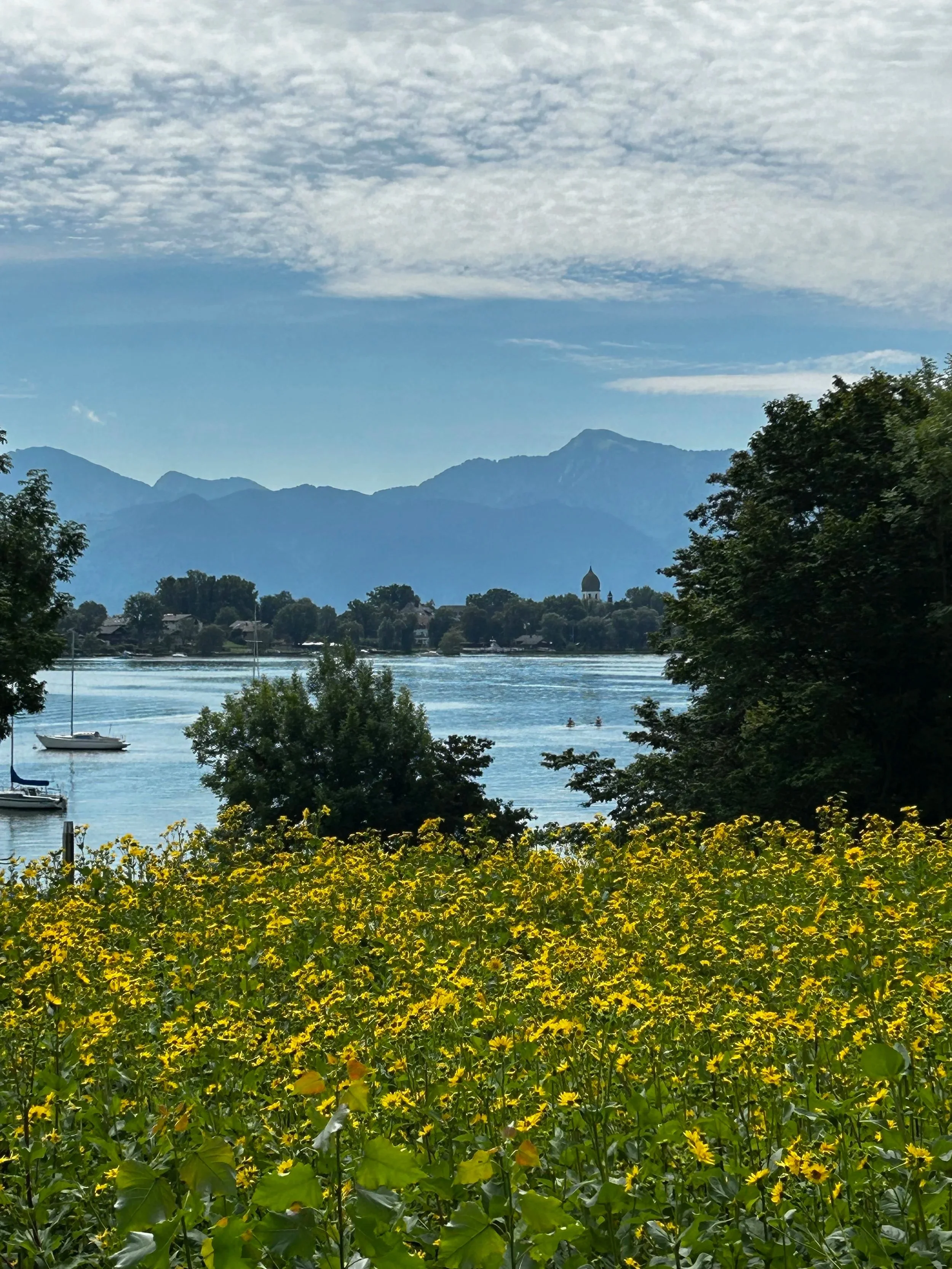 Blick auf den Chiemsee und die Fraueninsel mit Booten, umgeben von Bäumen, im Hintergrund Berge und eine Kirche mit Kuppel, im Vordergrund eine Wiese mit gelben Blumen.
